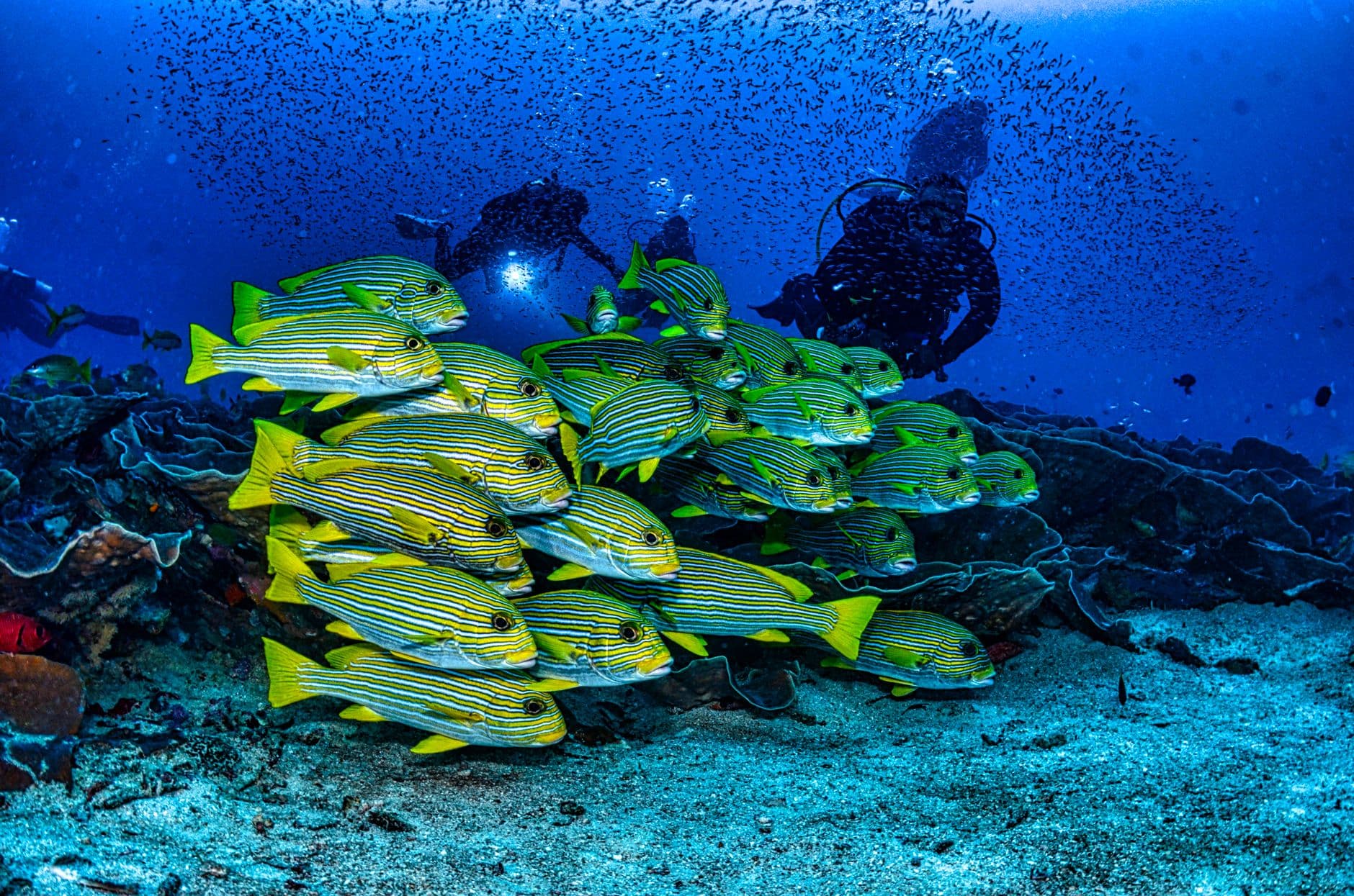 Raja Ampat Dive Guide: 40 Sites, Manta Rays & Coral Triangle