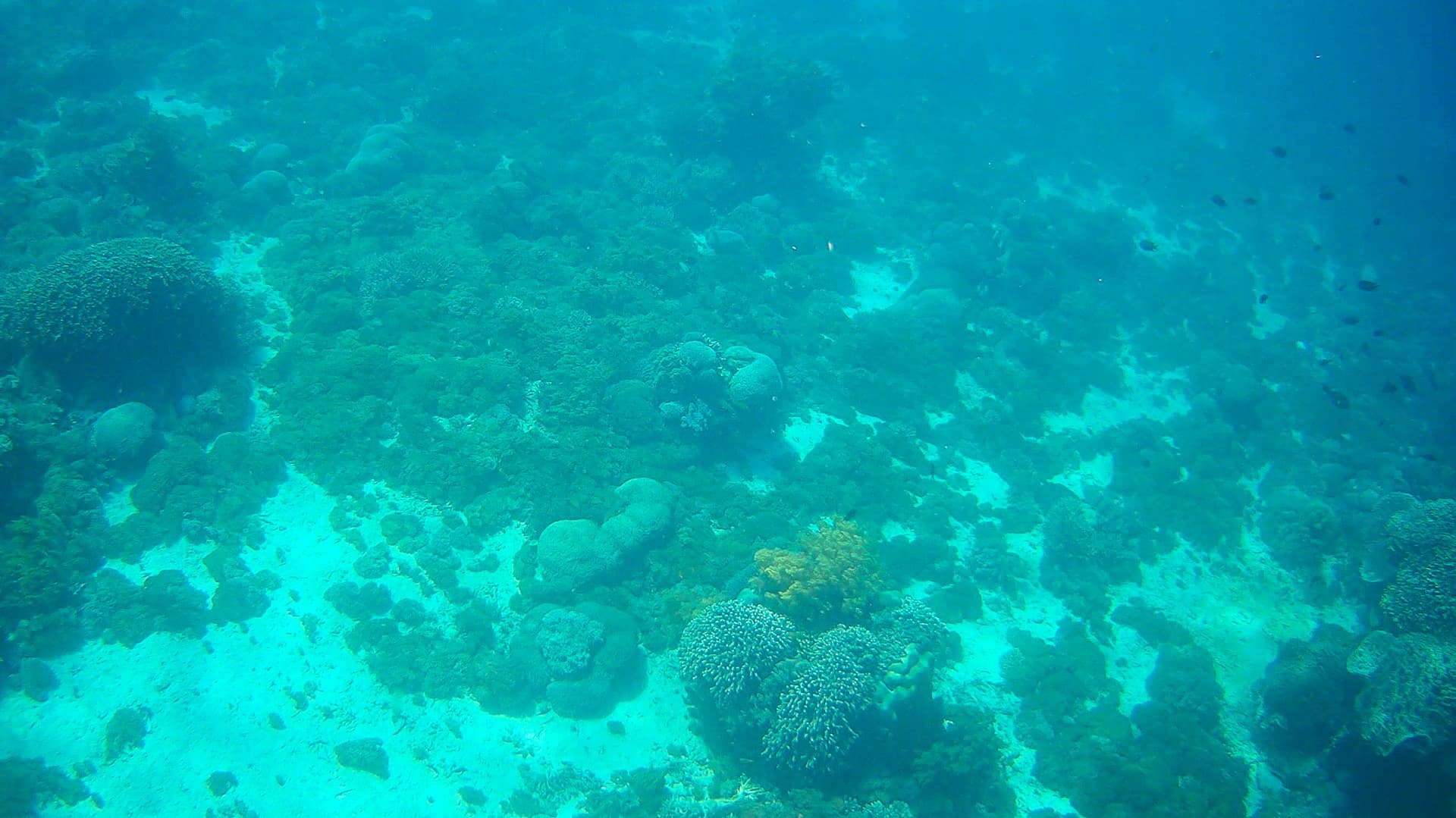 10 Best Dive Sites in Raja Ampat, Indonesia