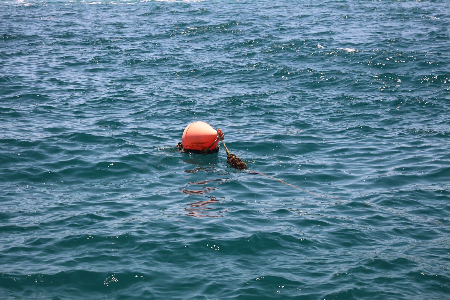 Red Sea Diving Conditions: Temp, Visibility & Currents