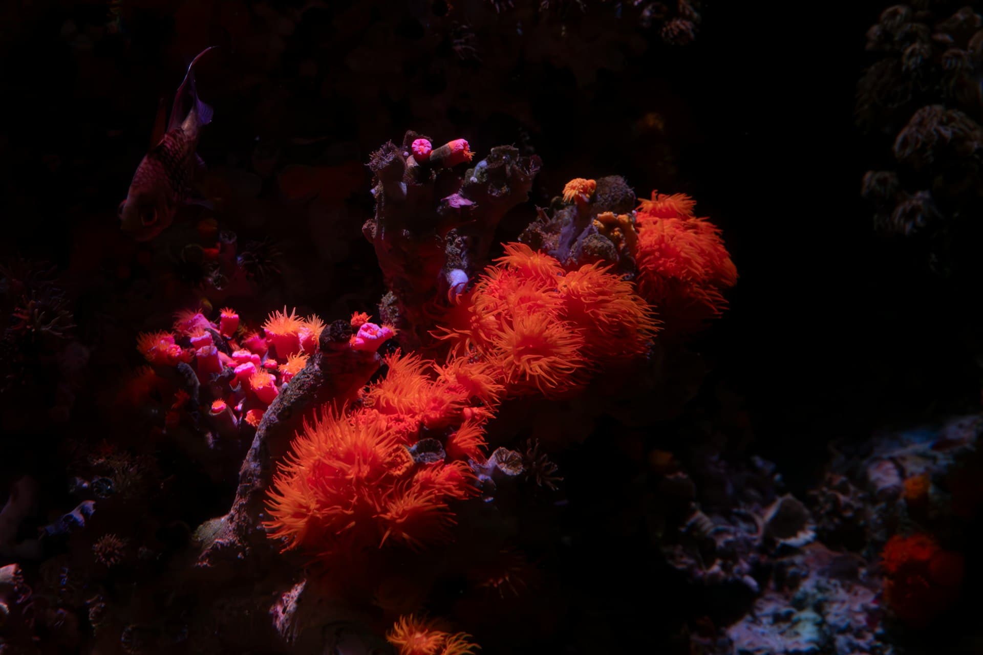 Top 10 Red Sea Dive Sites: Egypt's Best Underwater