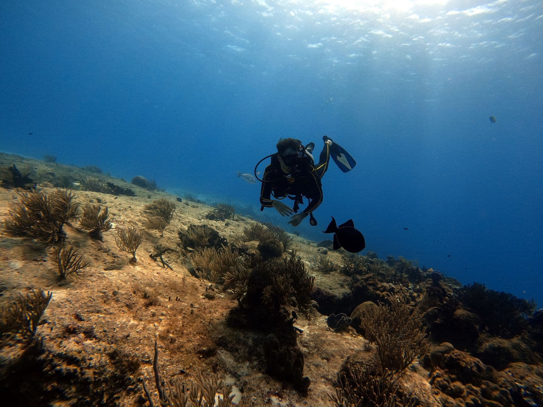 San Benedicto: Dive Guide to Mexico's Little Galápagos