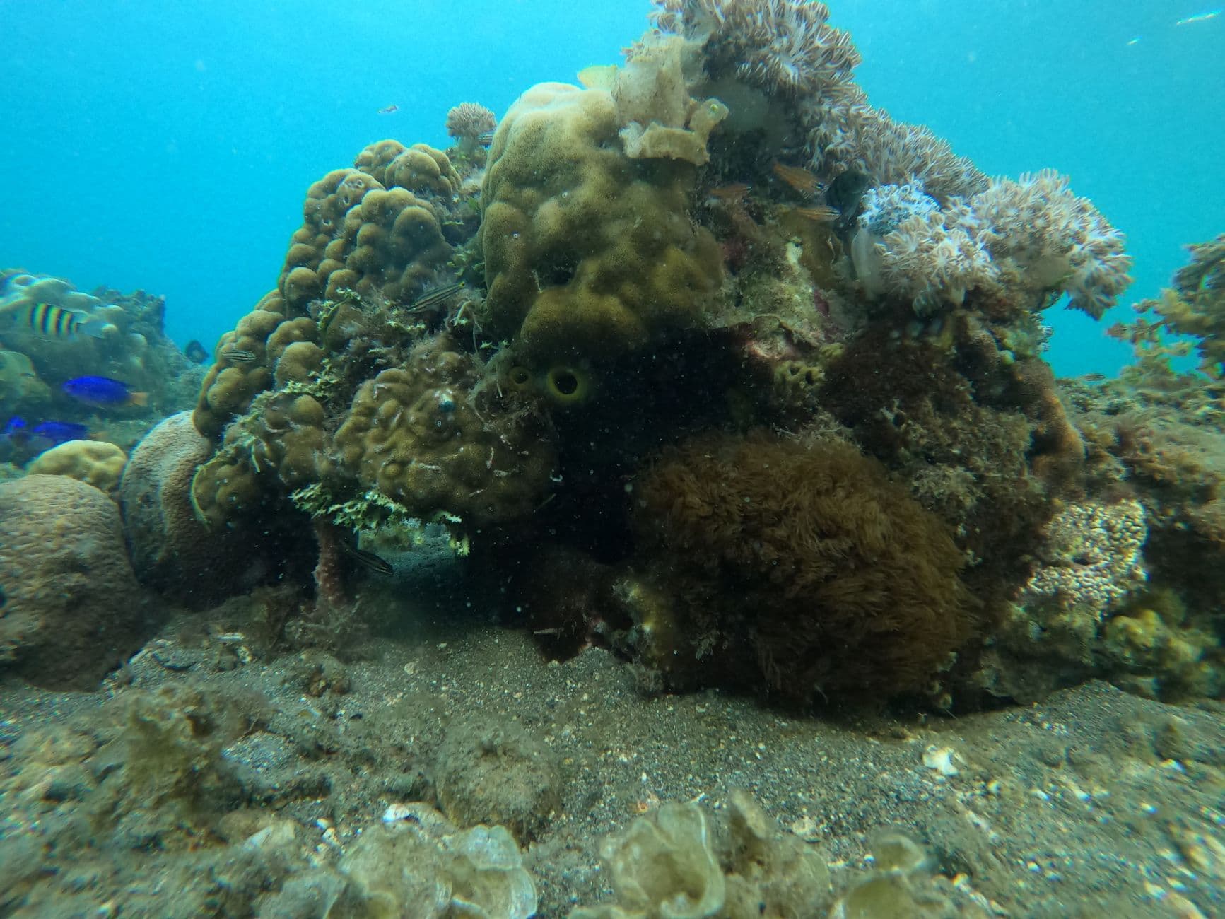 Top 2 Dive Sites at San Benedicto Island — Ranked