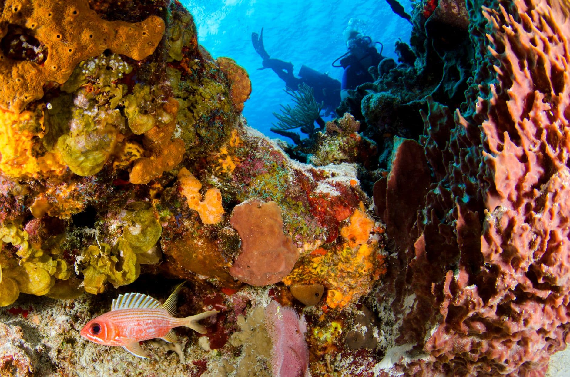 Top 10 Dive Sites in Santa Elena & Manabí, Ecuador