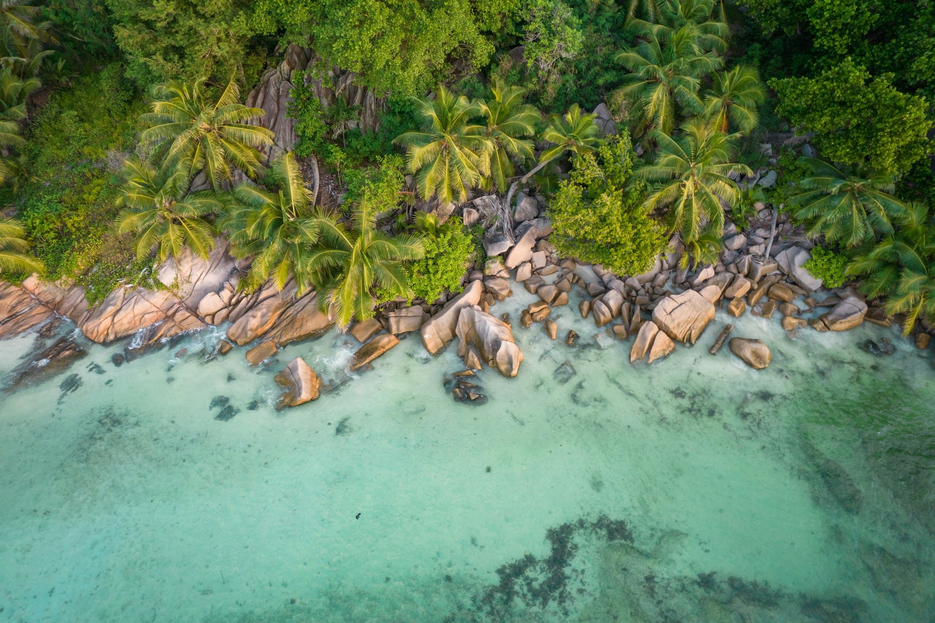 Seychelles Diving Guide: Top Sites, Species & Islands