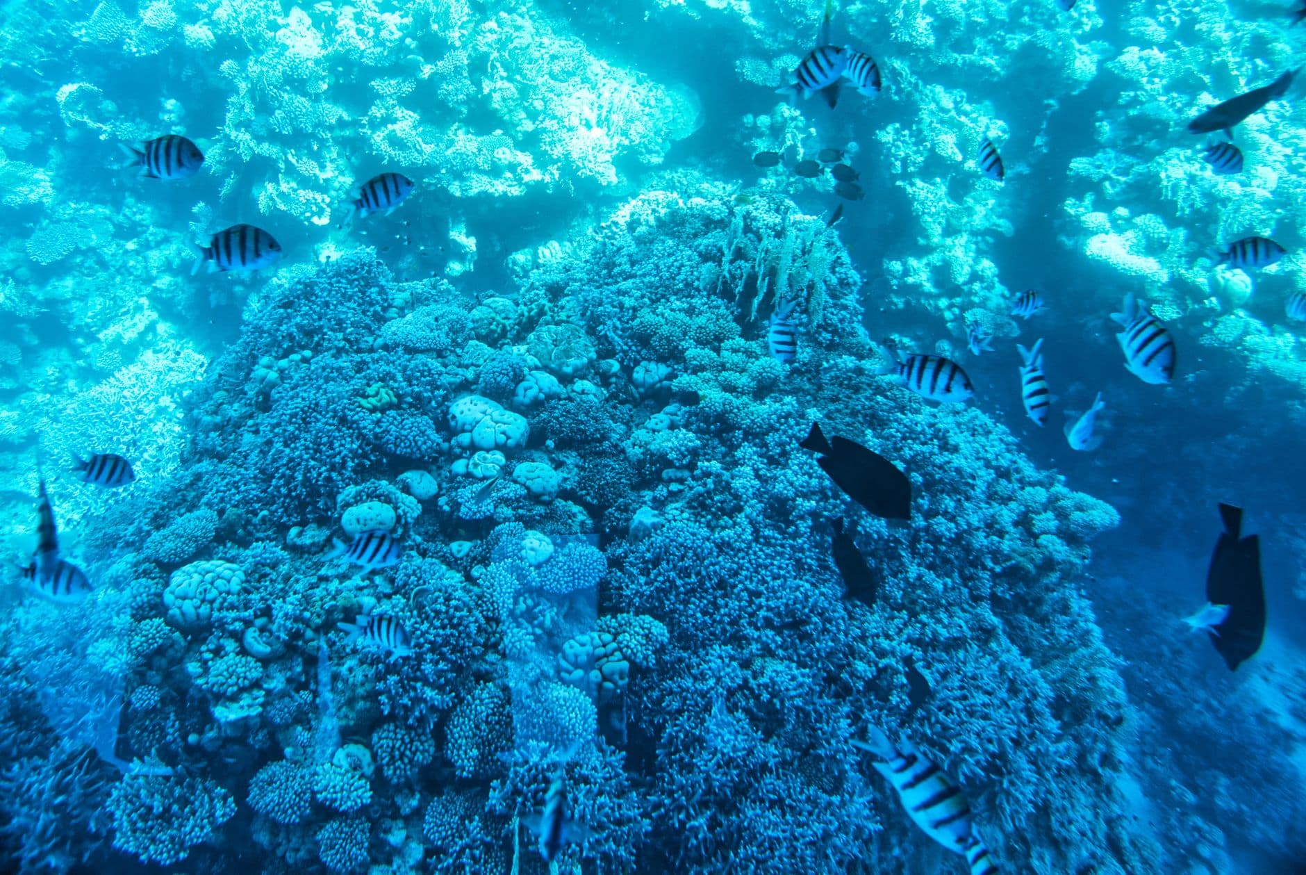 Top 10 Sharm El Sheikh Dive Sites: Wrecks and Reefs