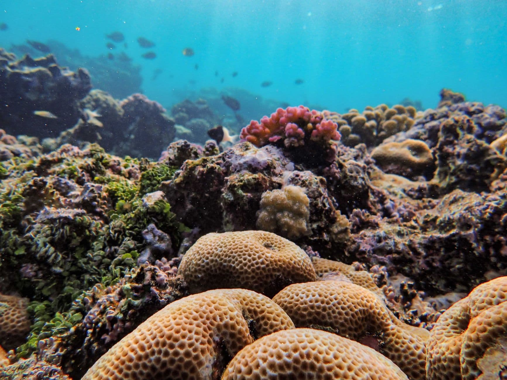 Top 12 Dive Sites at Sipadan: A Complete Guide