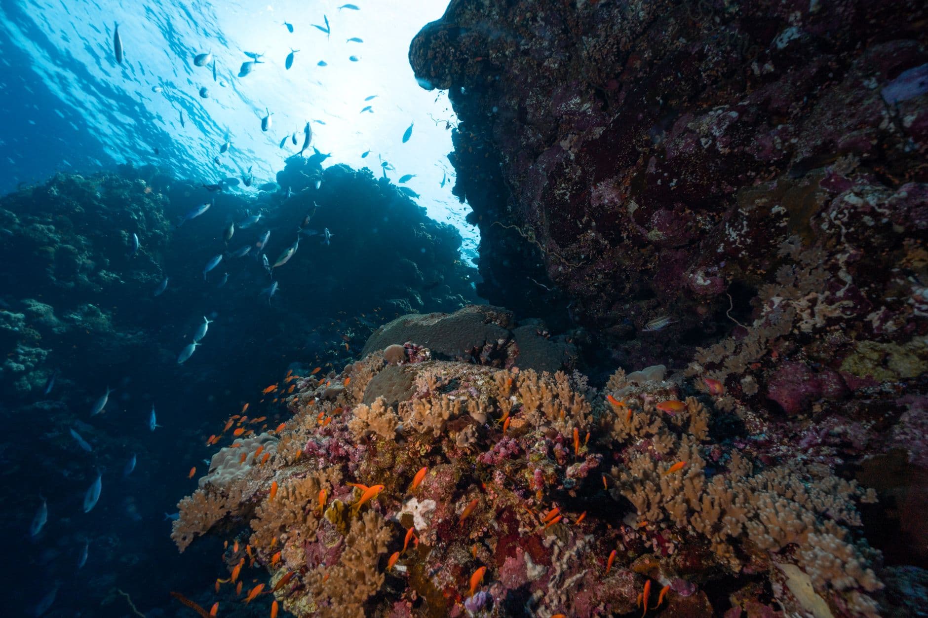 Top 7 Dive Sites in the Socorro Islands