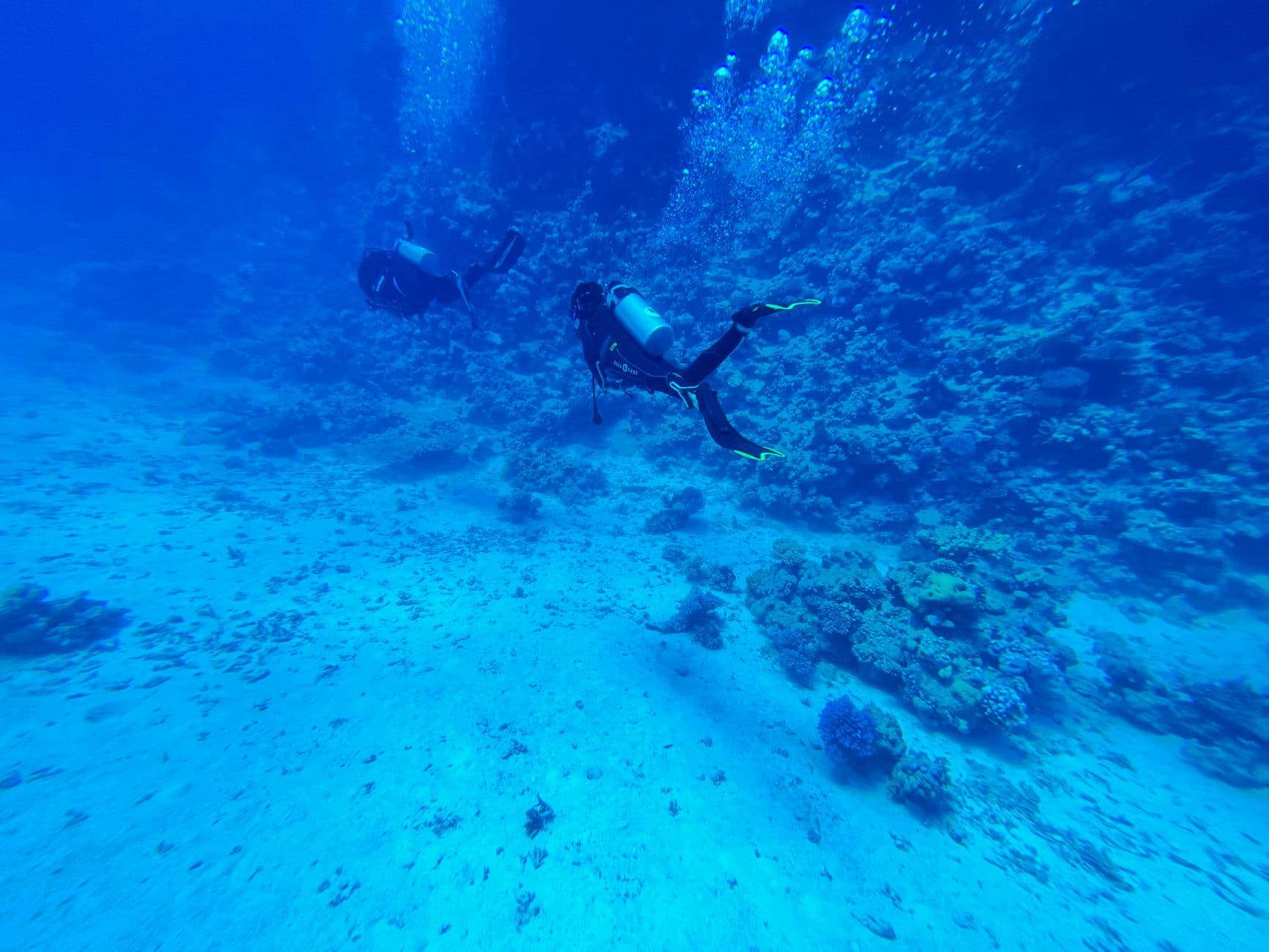 Socotra Dive Guide: Exploring the Indian Ocean's Galápagos