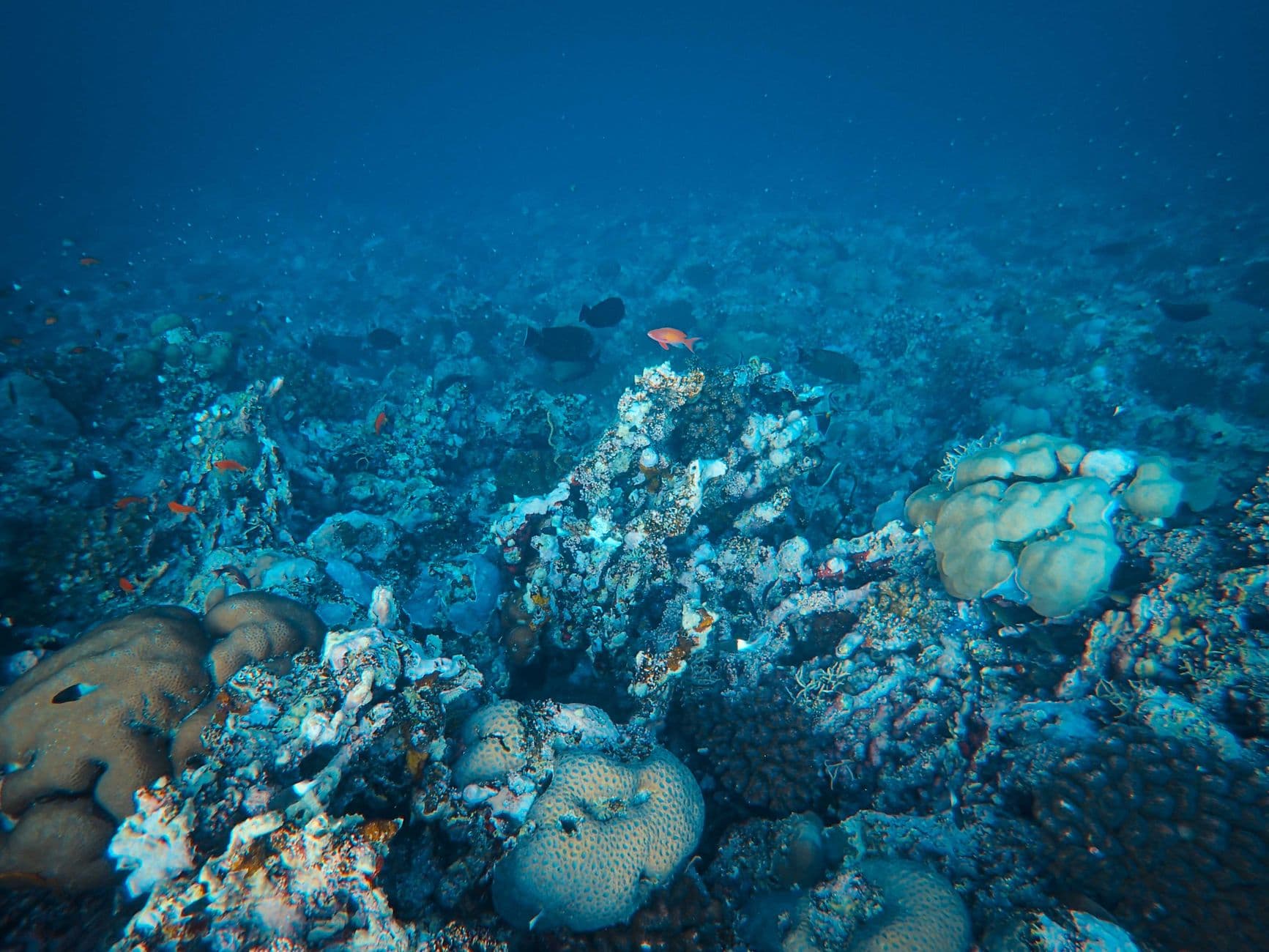 Top Dive Sites in Socotra: Ranked Guide for 2026