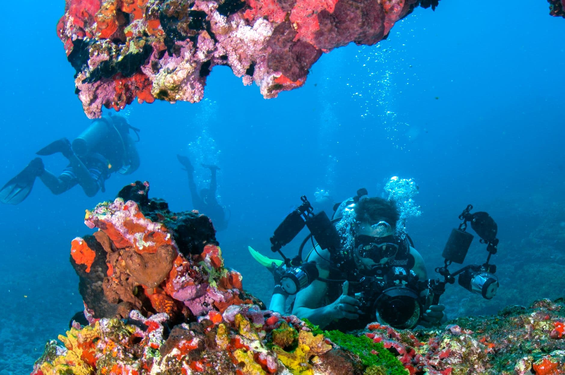 Tonga Diving Guide: South Pacific's Crown Jewel