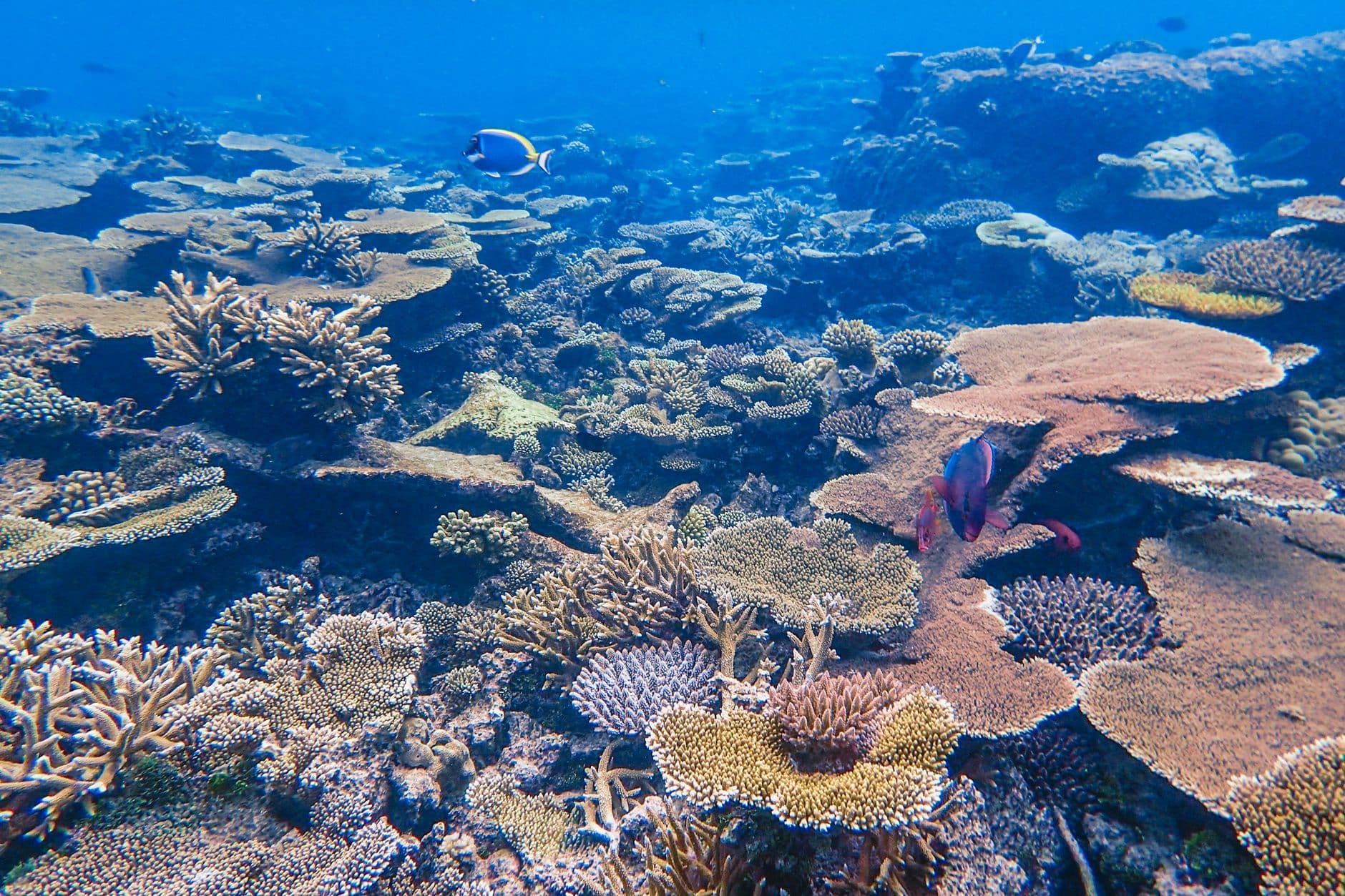 Tonga's Top 10 Dive Sites: The Ultimate Ranking