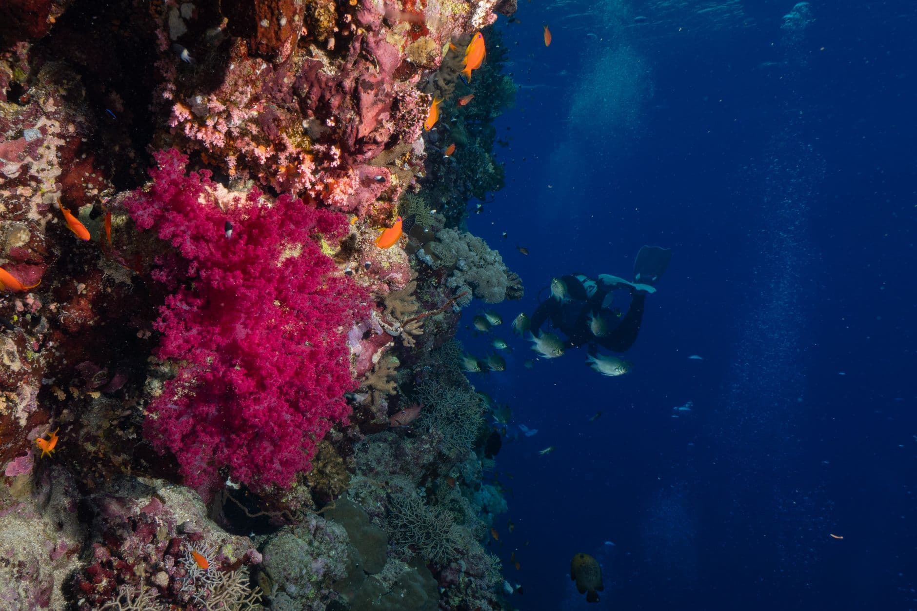 The Complete Tubbataha Diving Guide: Atolls, Sharks & Tips