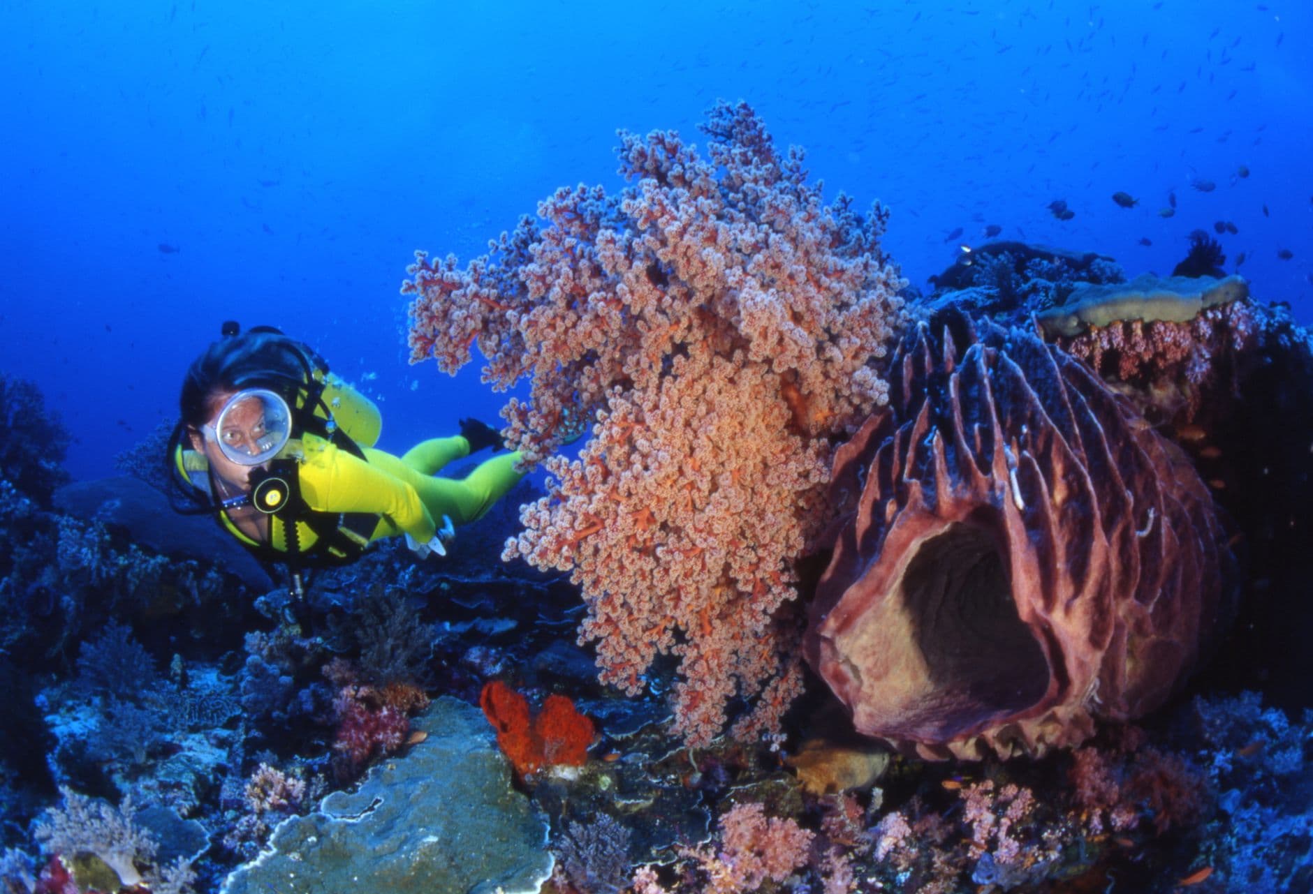 Wakatobi Diving Guide: Coral Triangle's Crown Jewel