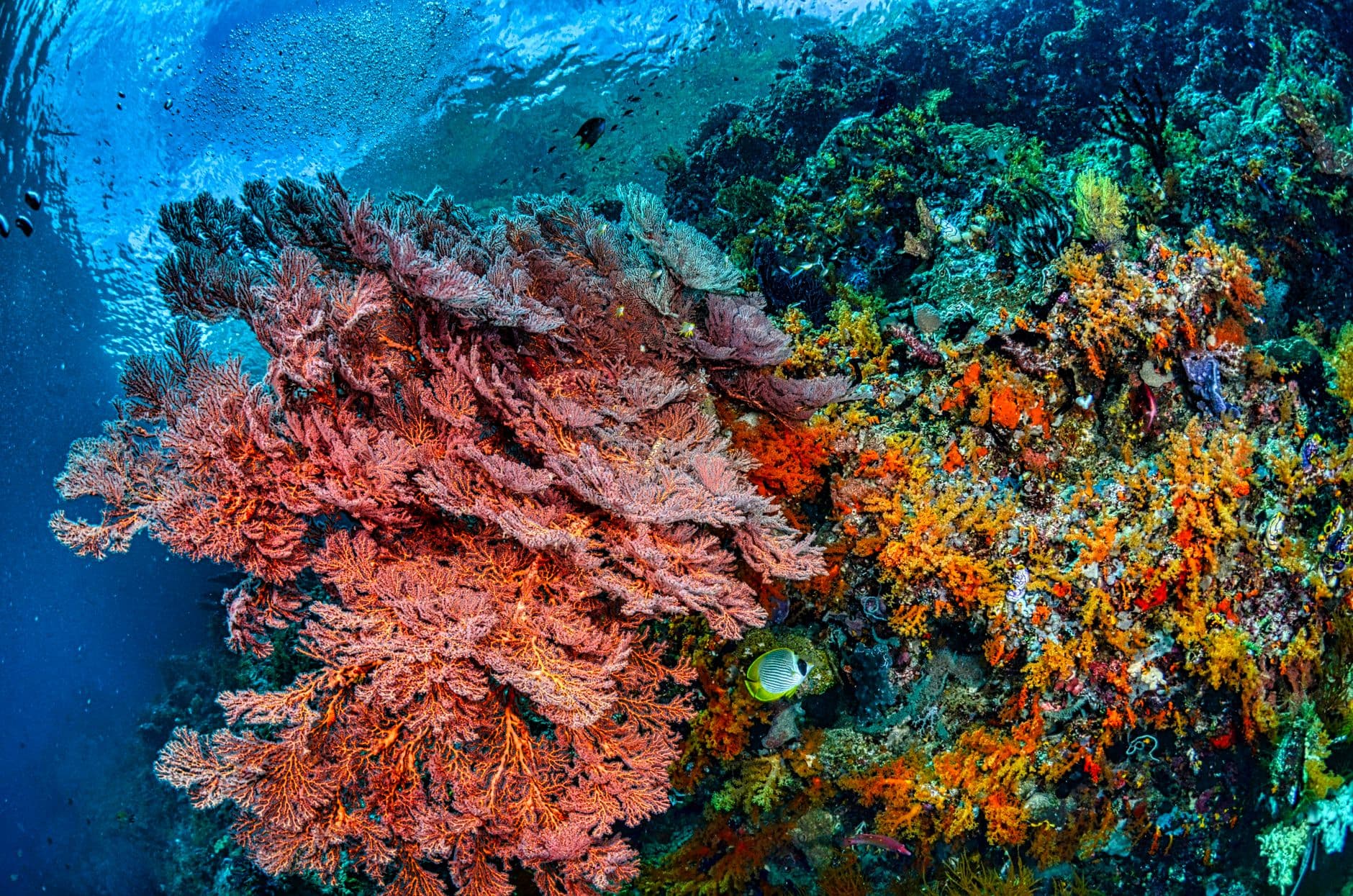 Top 10 Dive Sites in Wakatobi: Coral Triangle Reef Guide