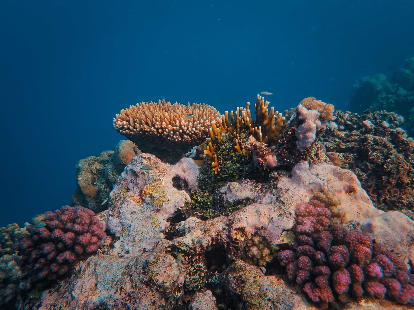Top 10 Dive Sites in Zanzibar: From Mnemba to Pemba