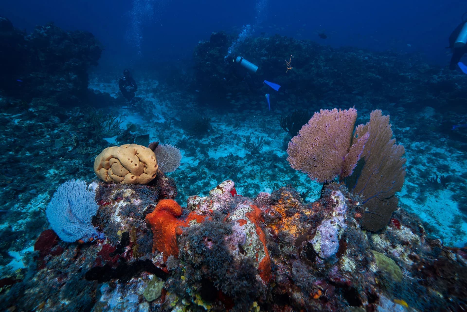 San Benedicto Island (Revillagigedo)