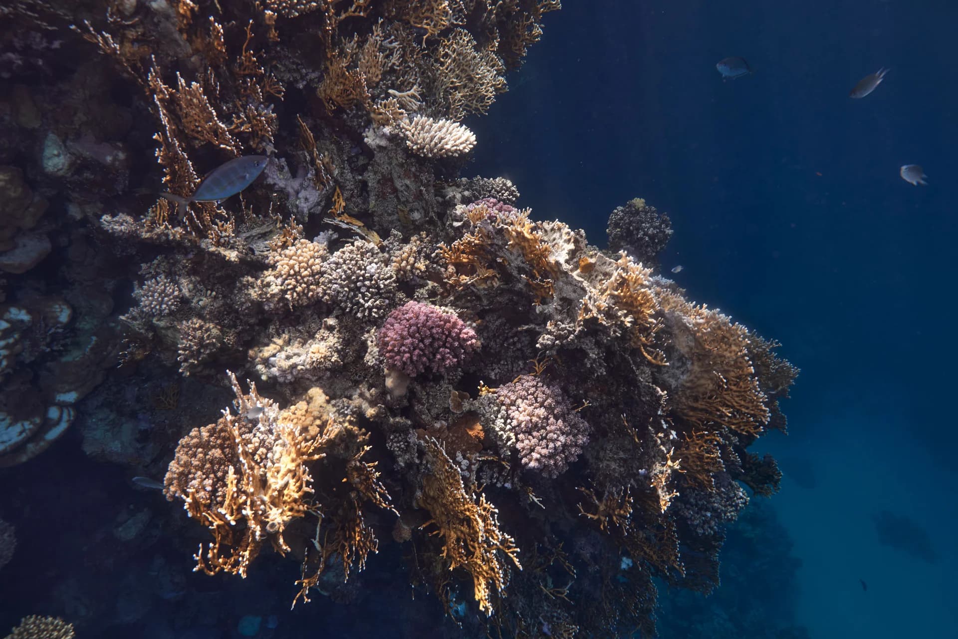 Marsa Alam