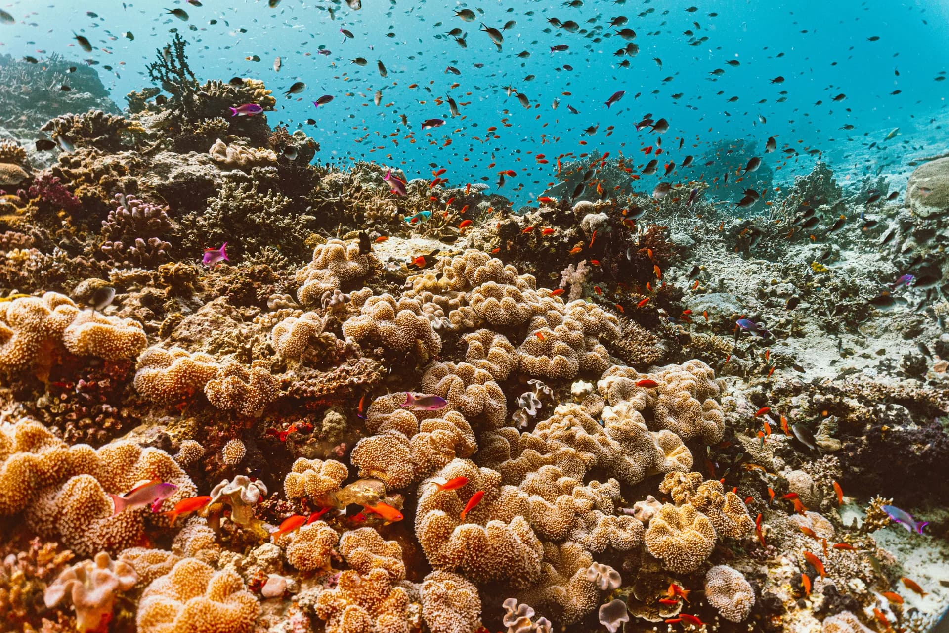 Fiji