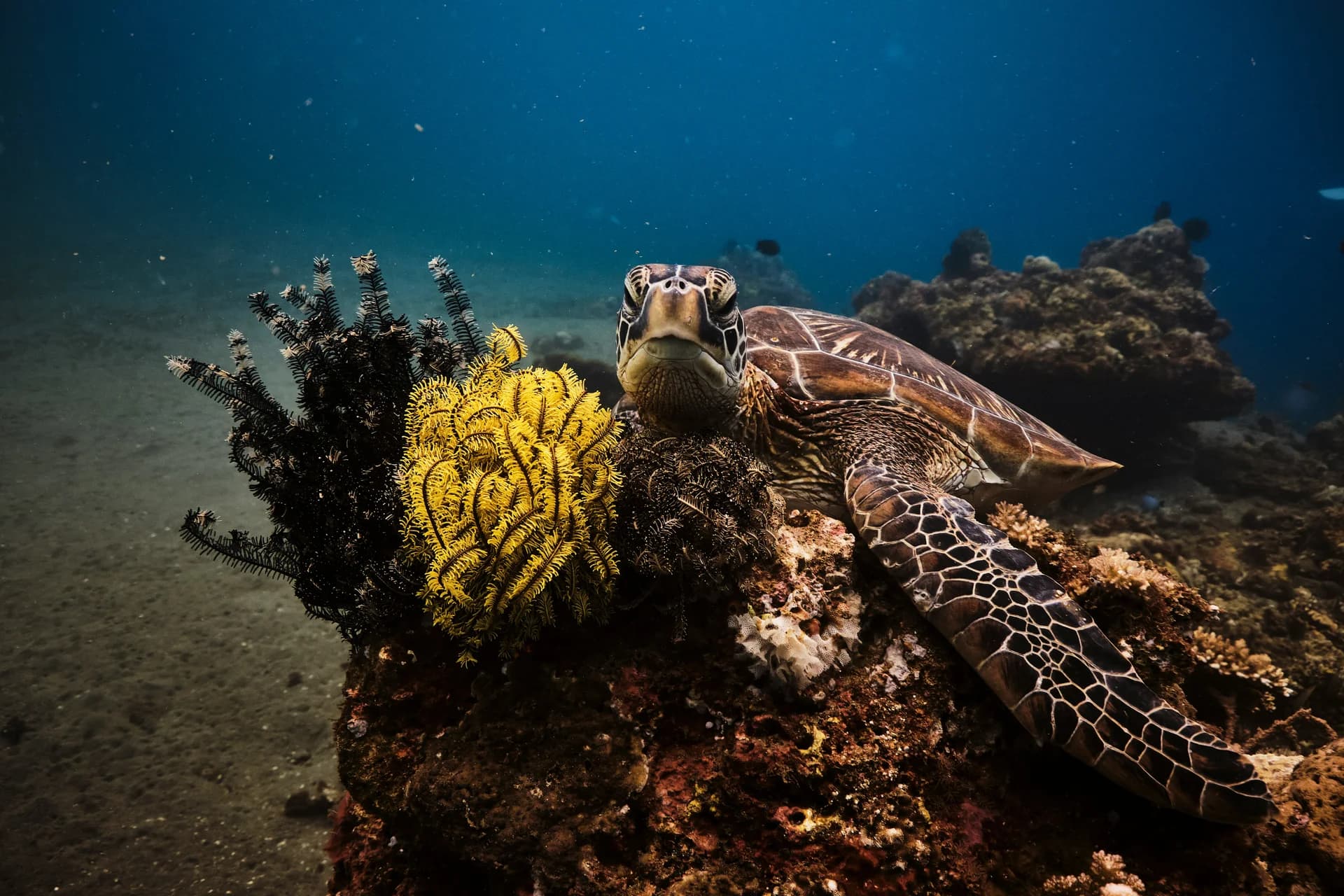 Tubbataha Reef