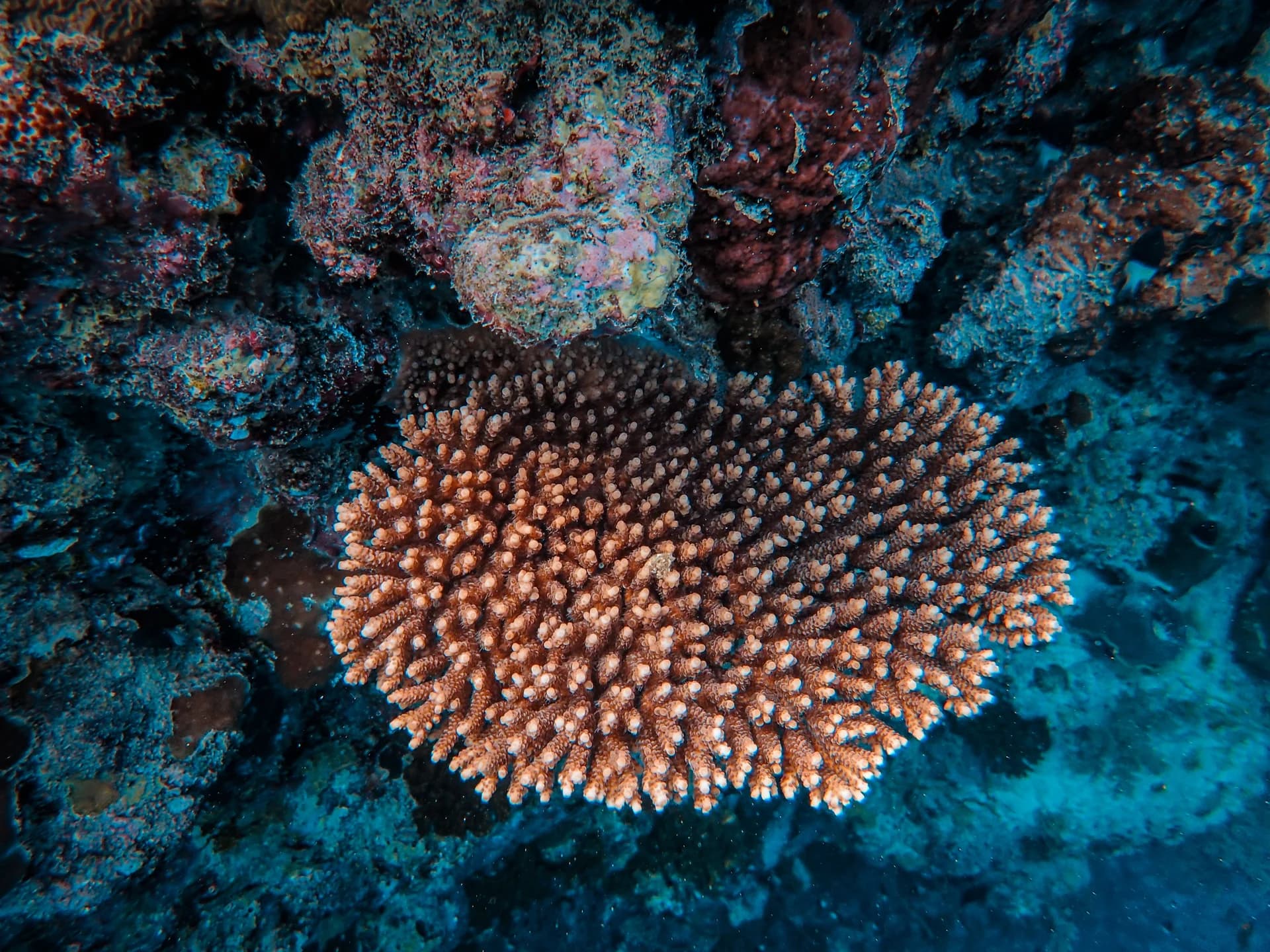 Palau