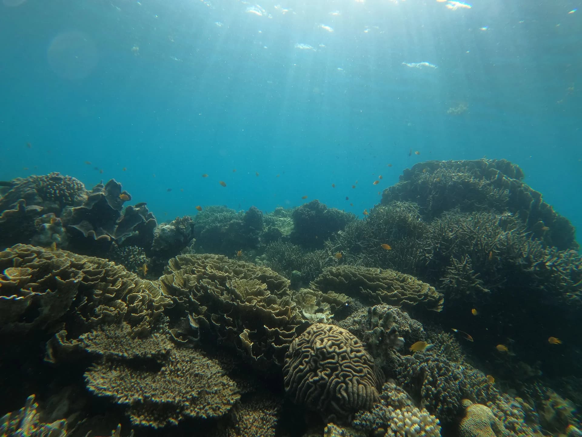 Malapascua