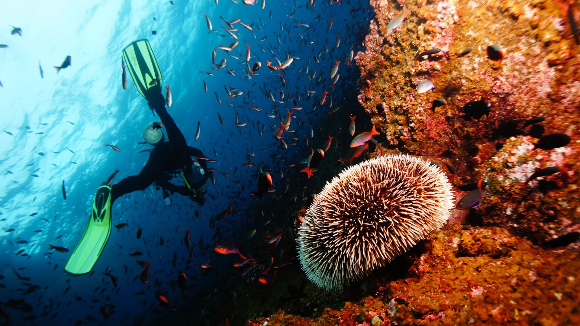 Cape Town (South Africa)