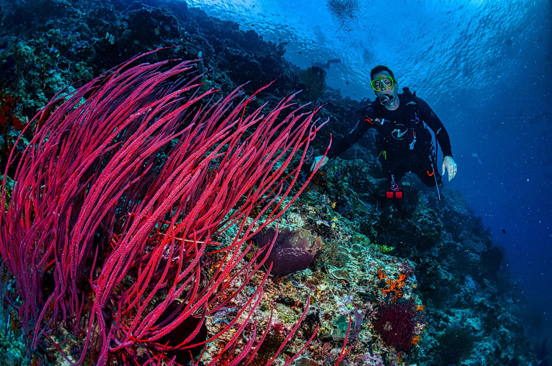 Lembeh Strait