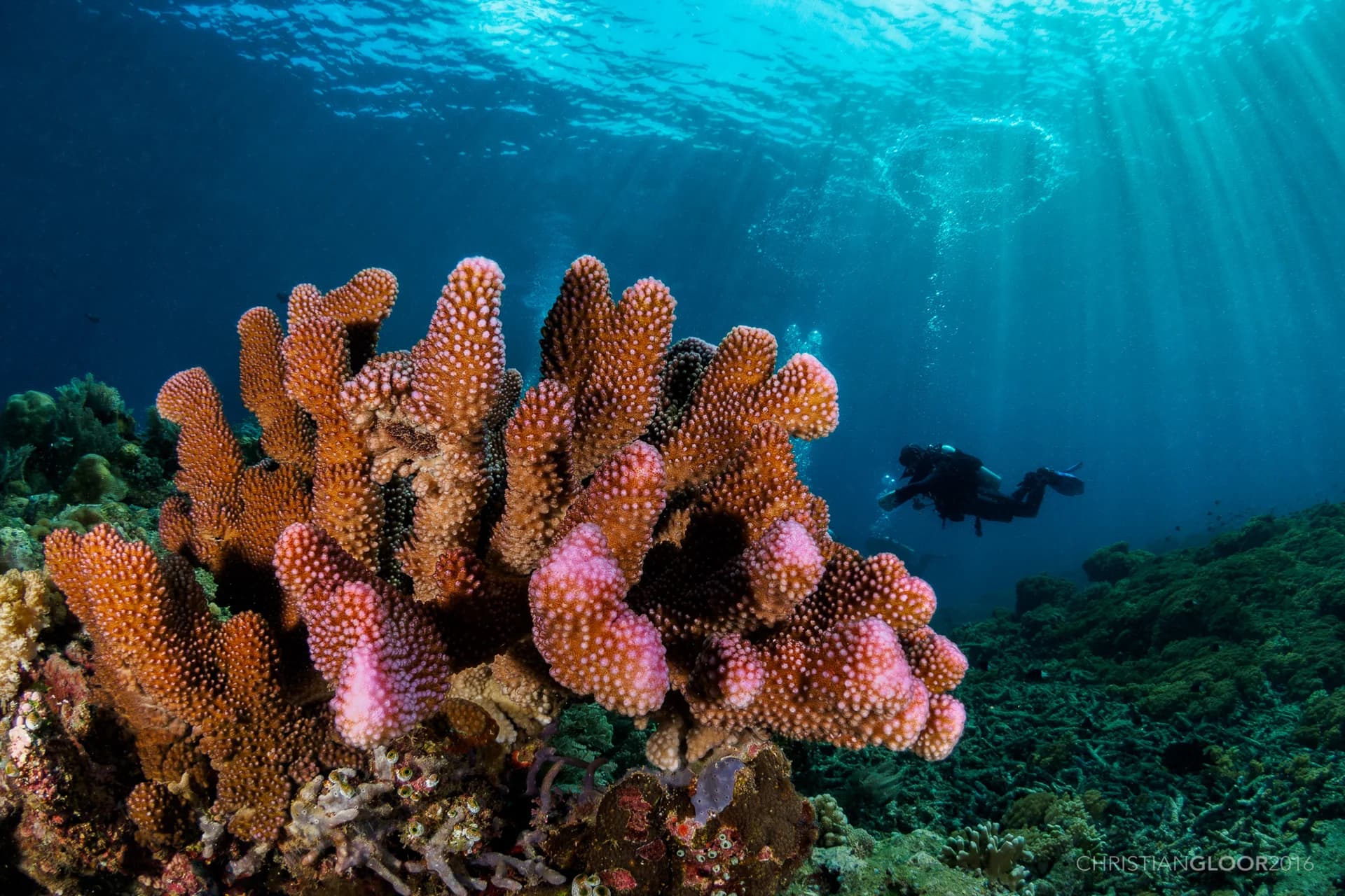 Wakatobi