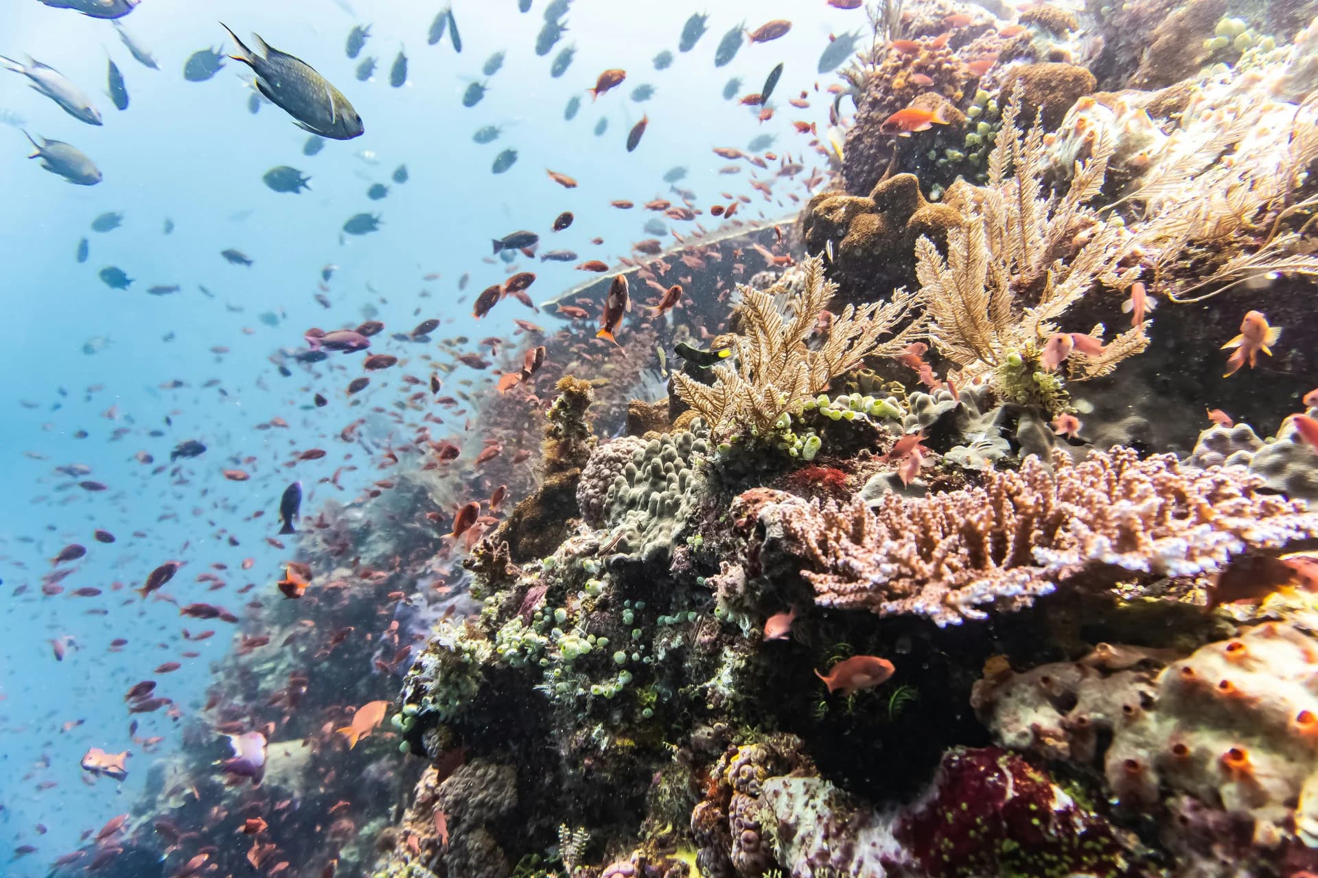 Banda Islands
