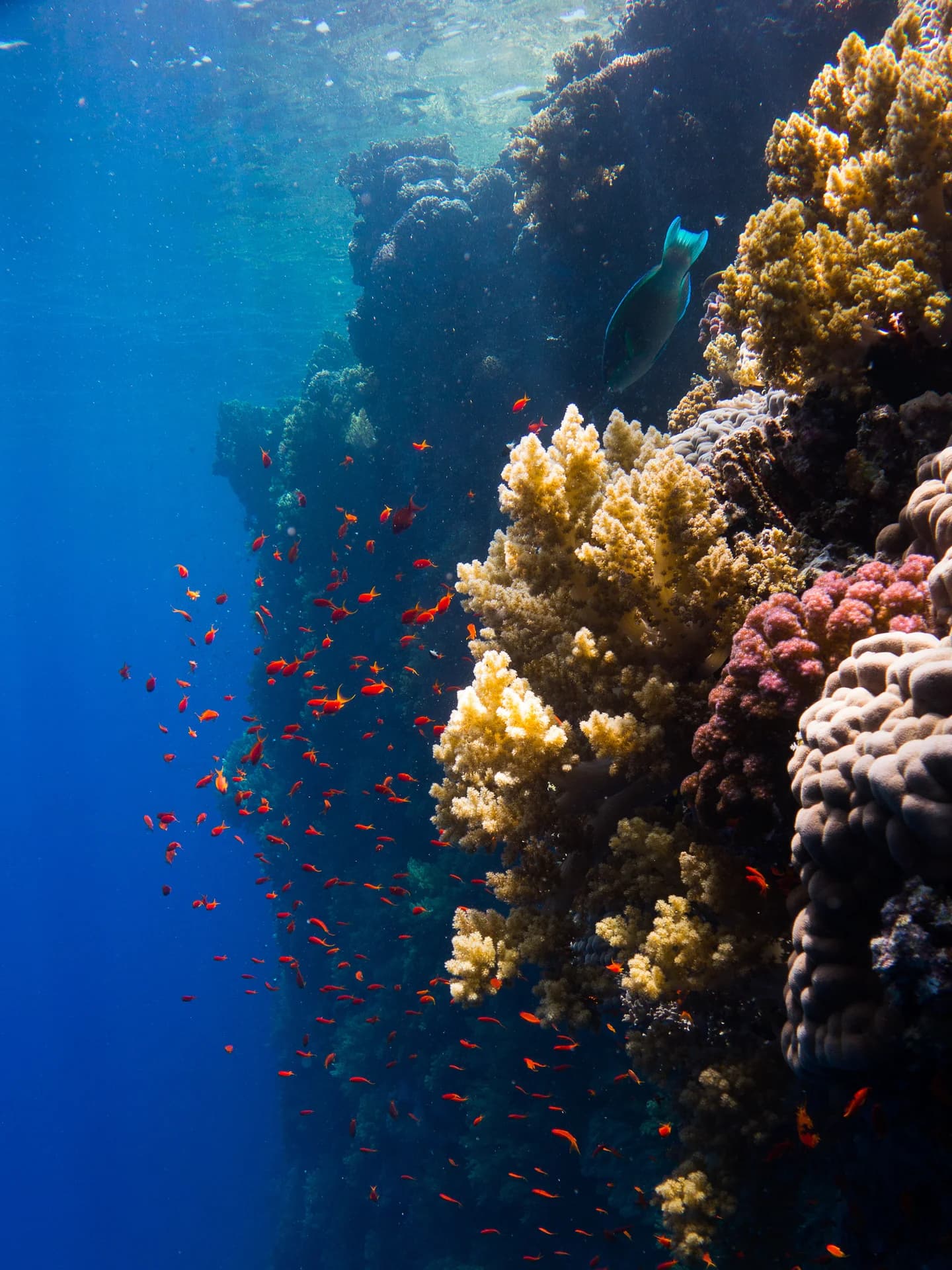 Red Sea (Egypt)