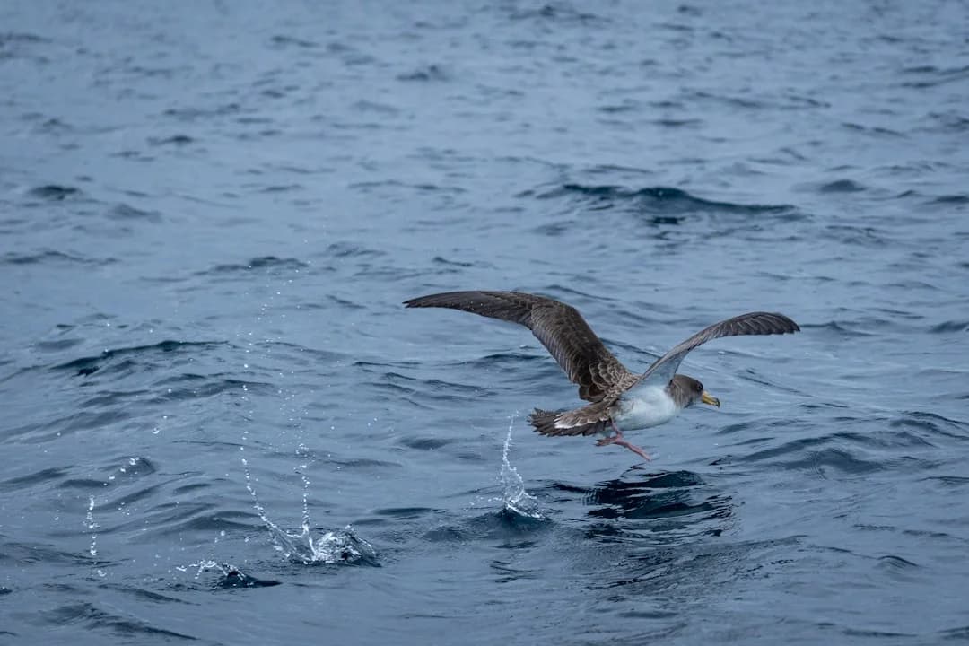 Cory's Shearwater