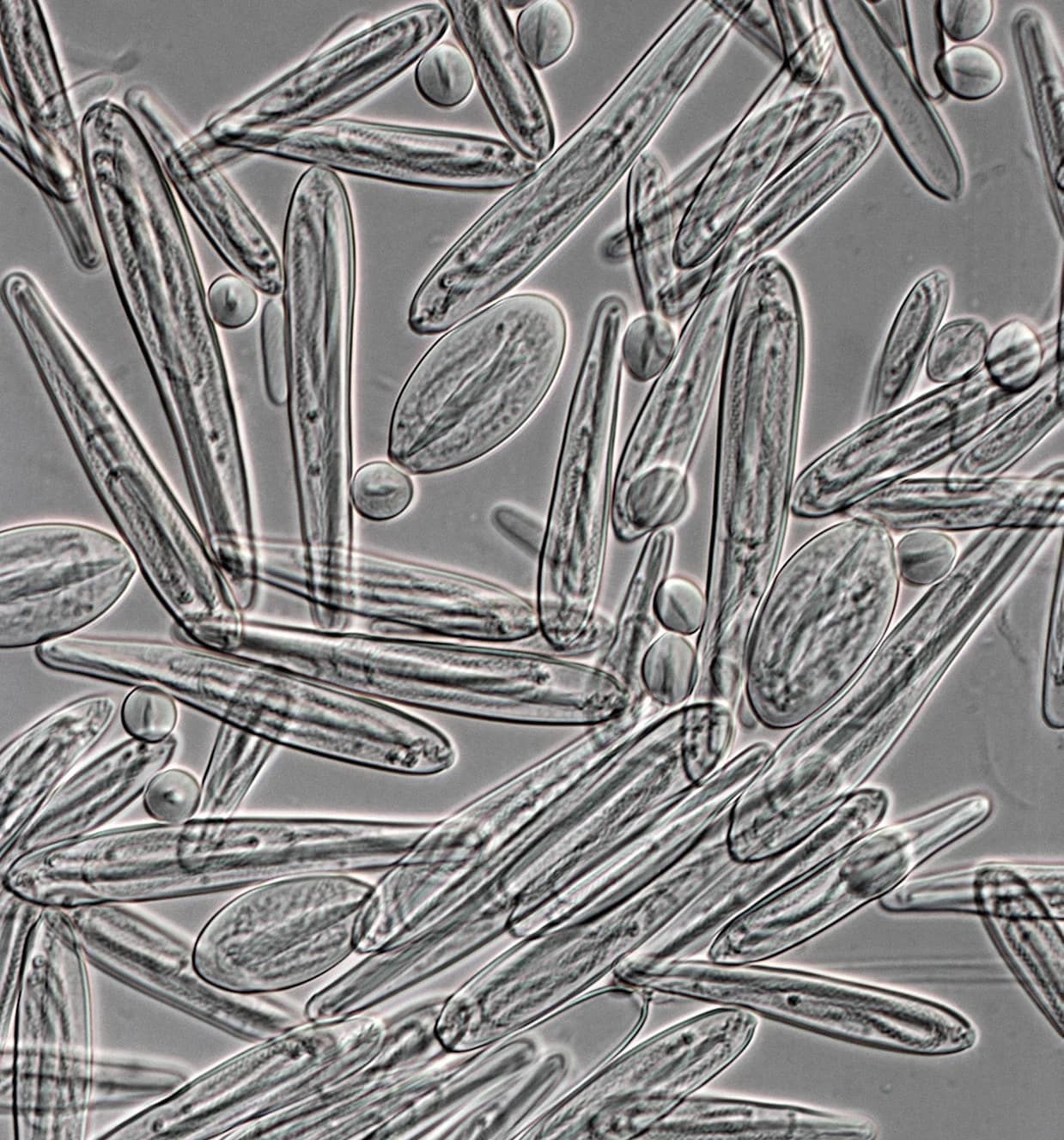 Box Jellyfish