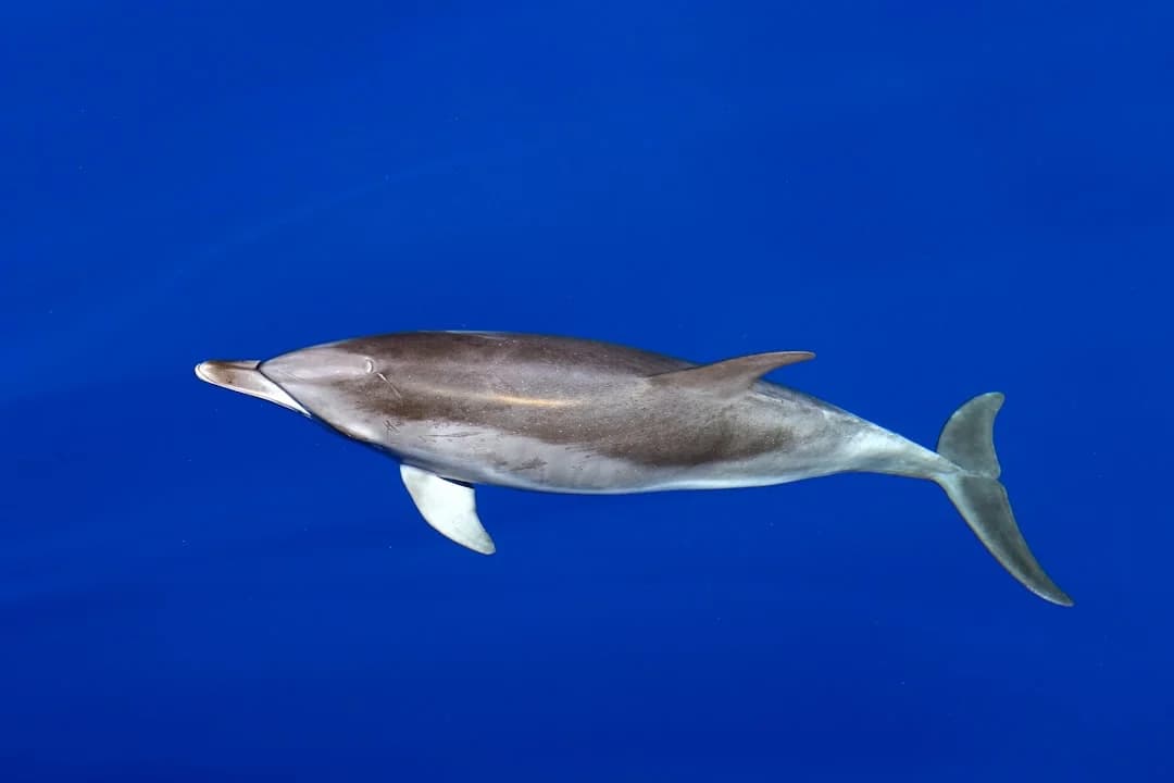 coastal form Bryde's whale