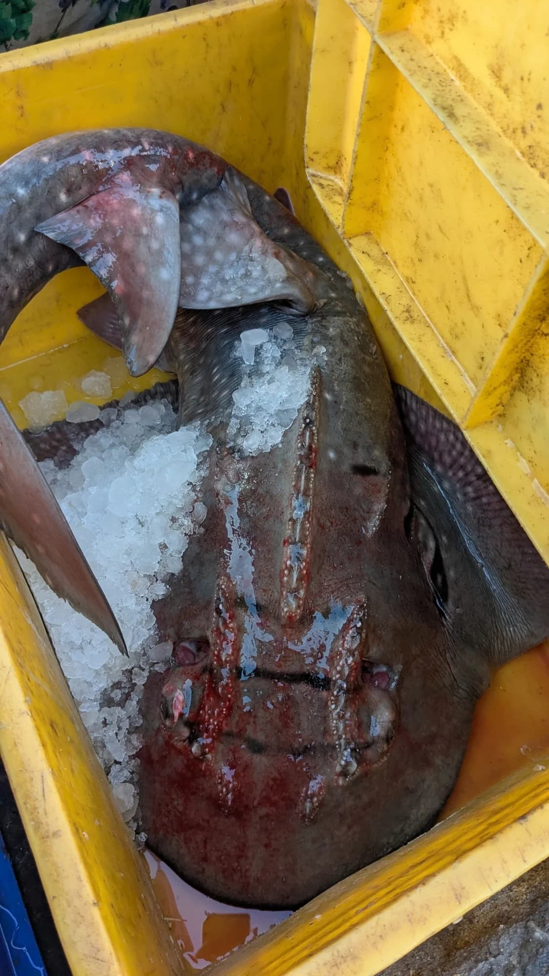 Bowmouth Guitarfish