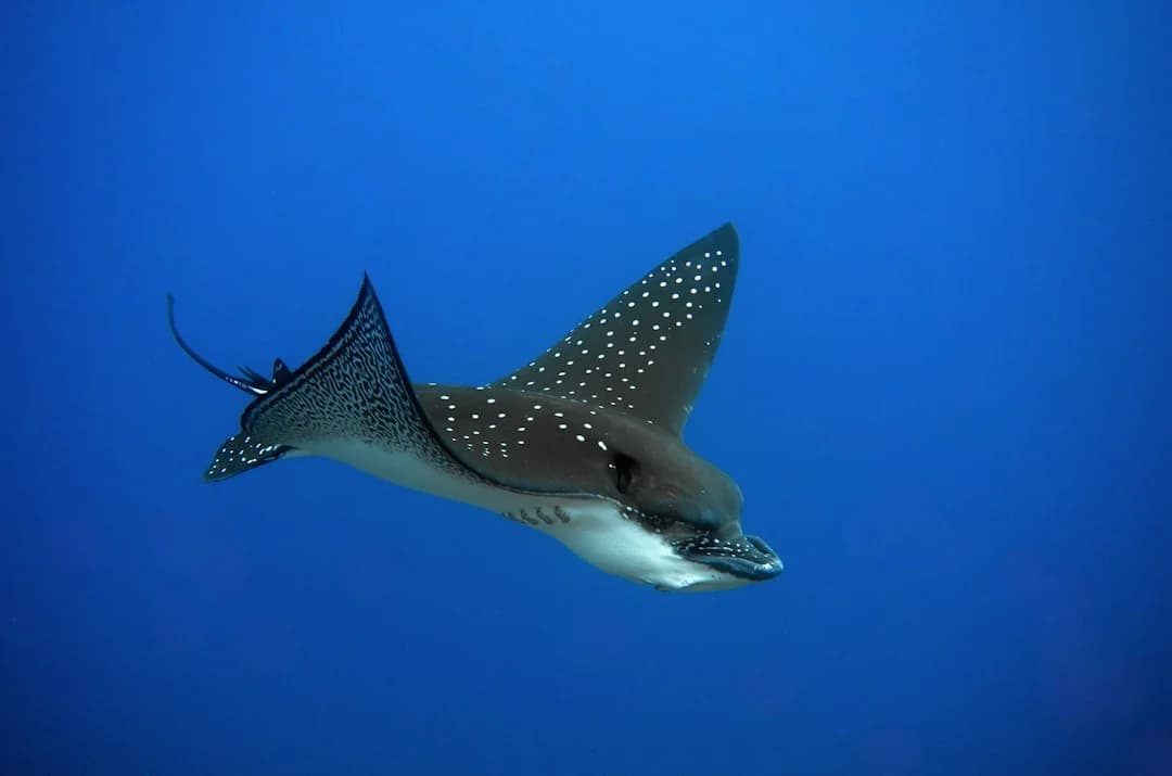 Pacific Eagle Ray