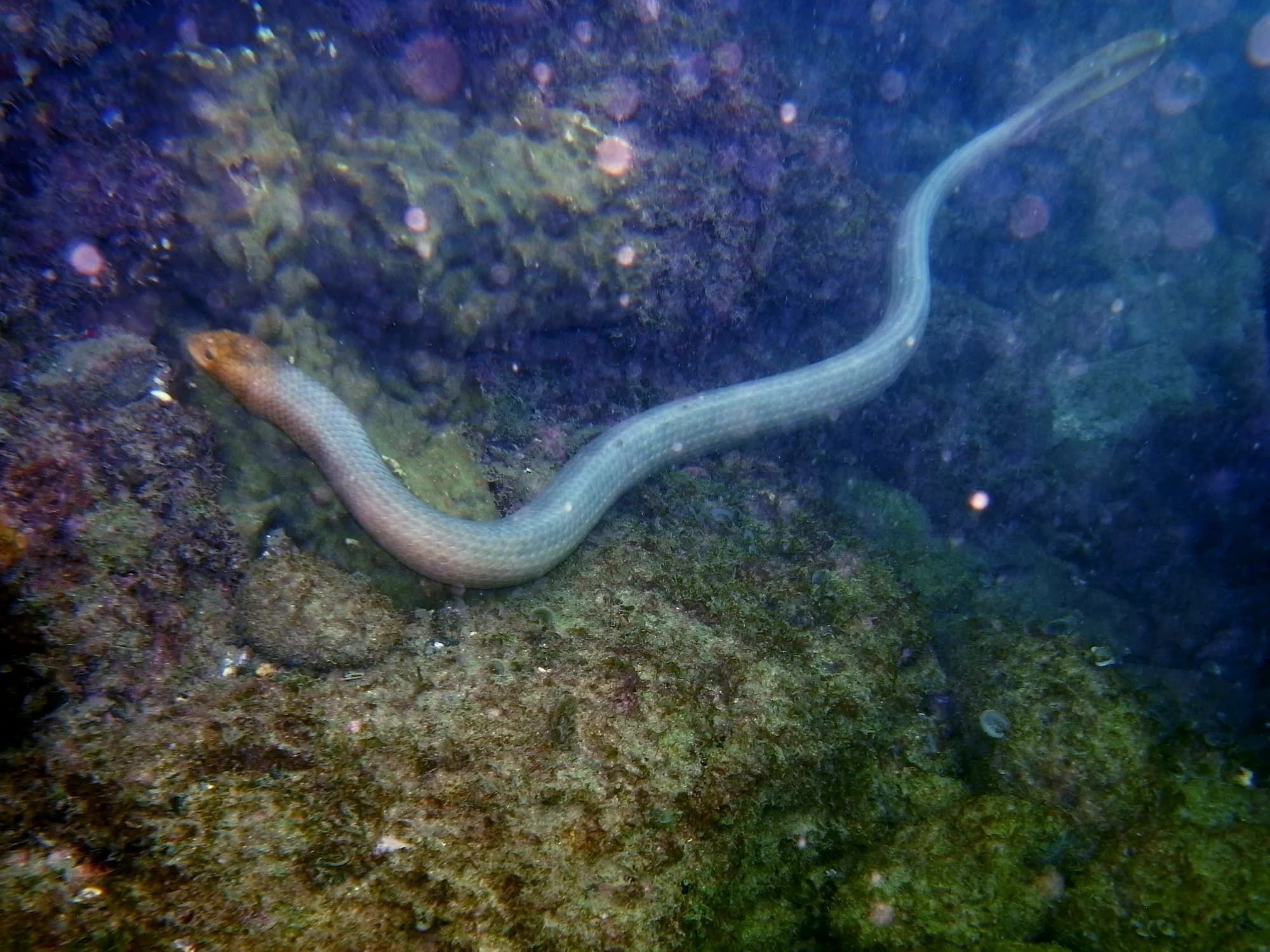 Olive Sea Snake