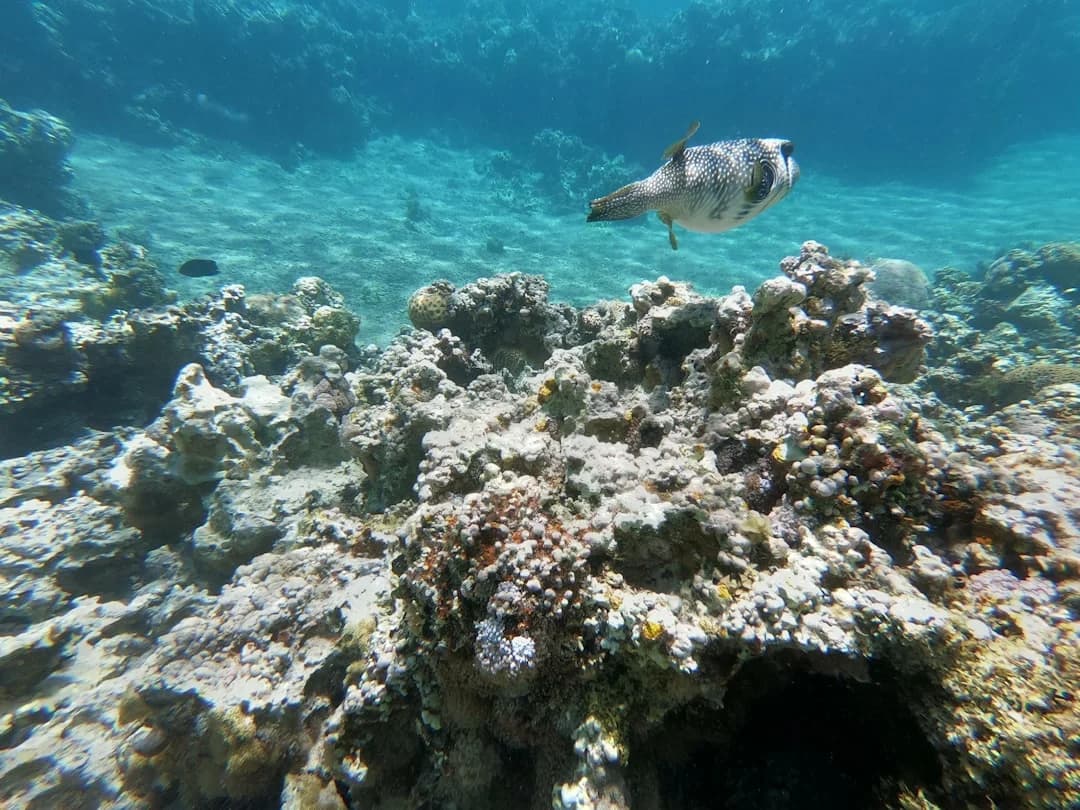 Masked Puffer