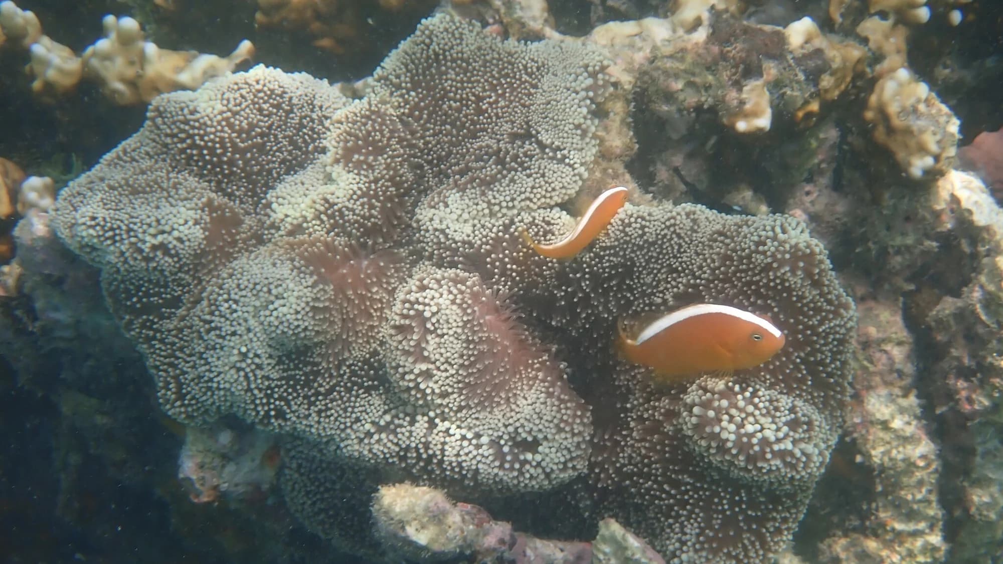 Mertens' Carpet Anemone
