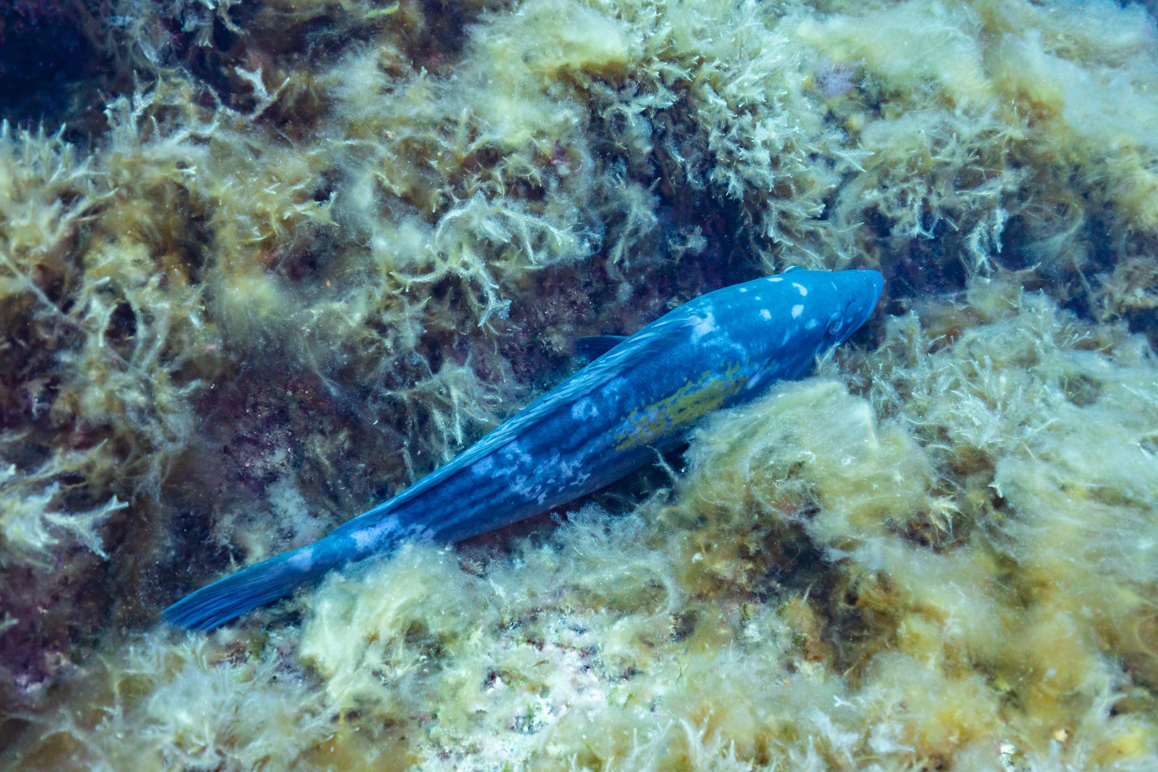 Goldblotch Grouper