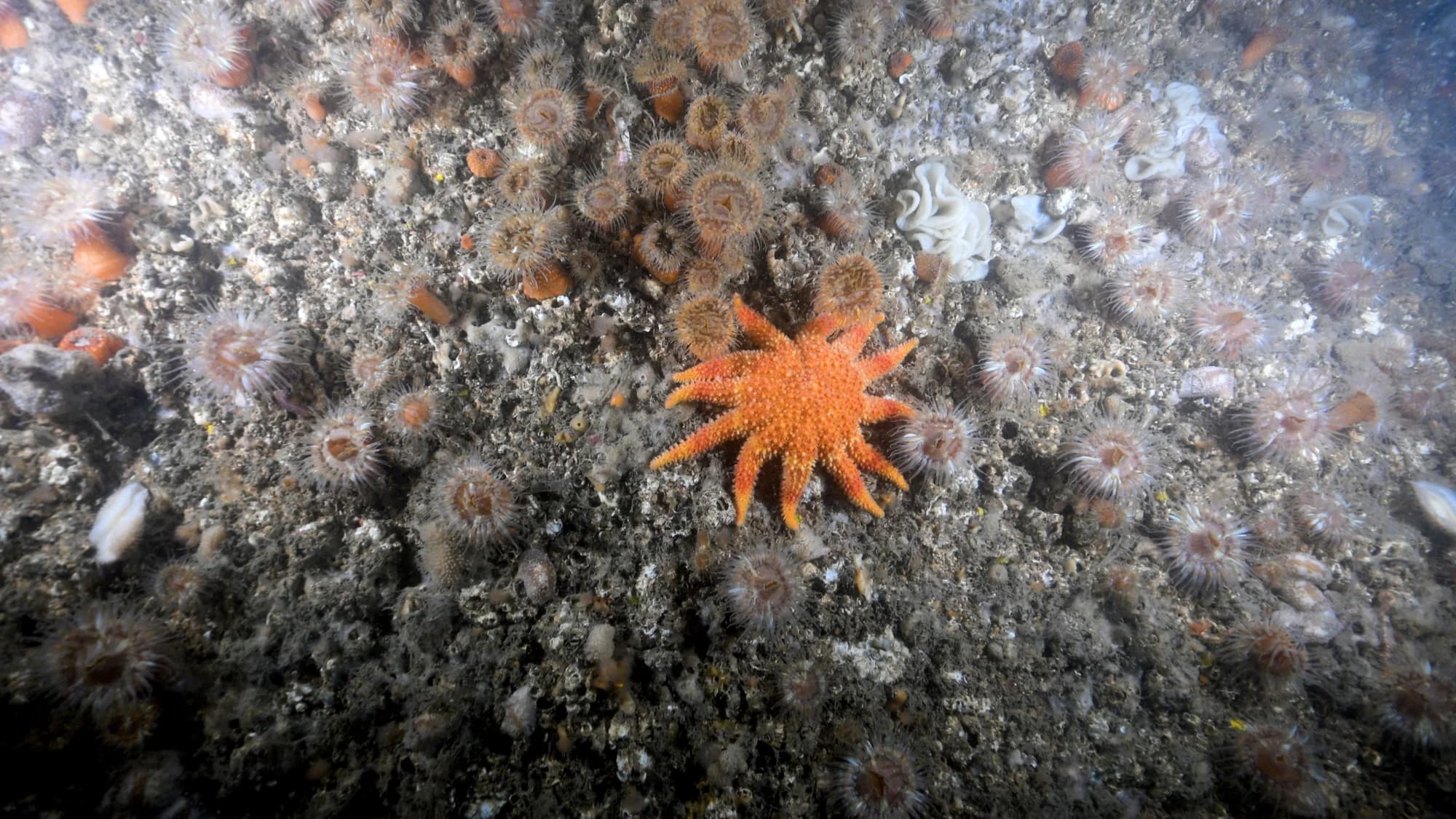 Common Sunstar
