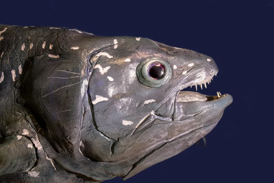 Indonesian Coelacanth