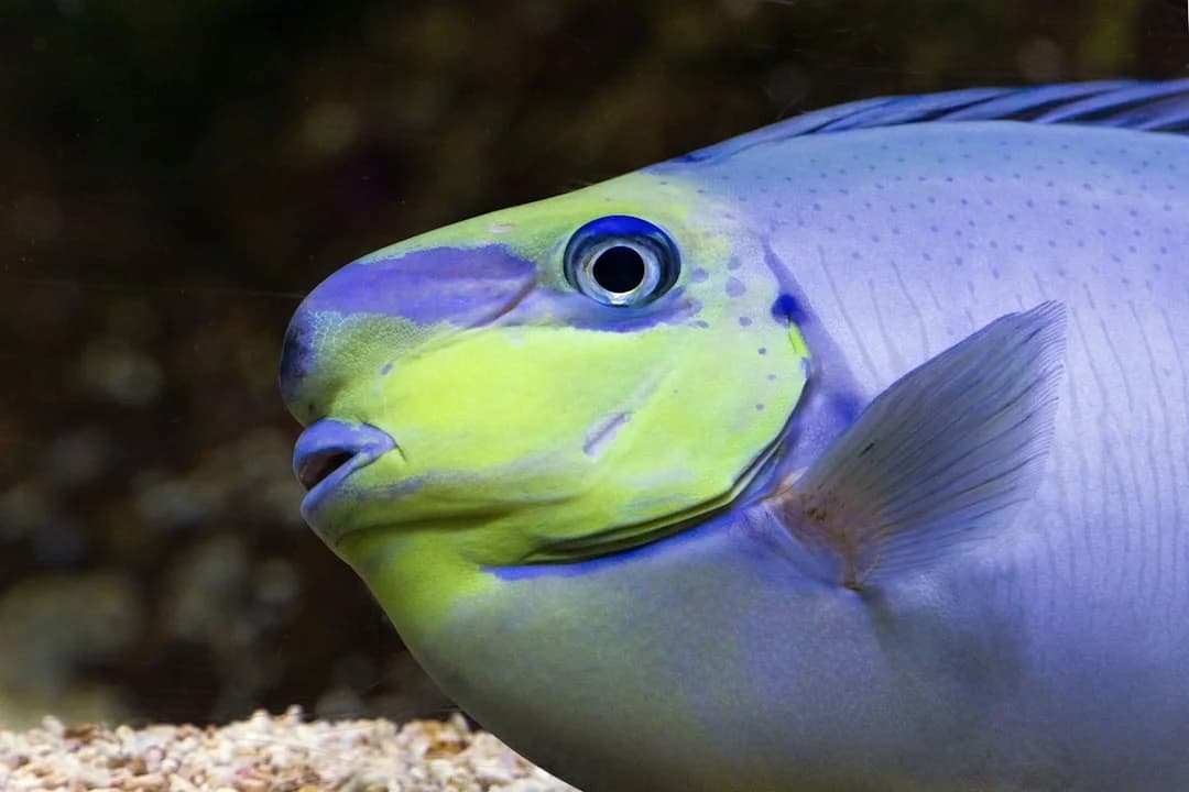 Bignose Unicornfish