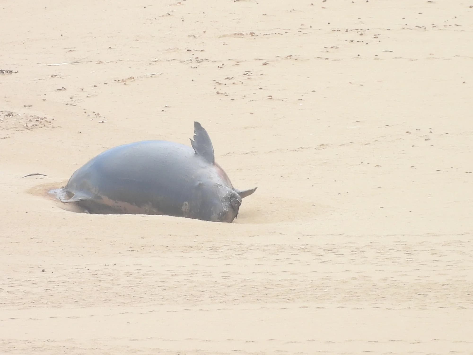 Pygmy Sperm Whale