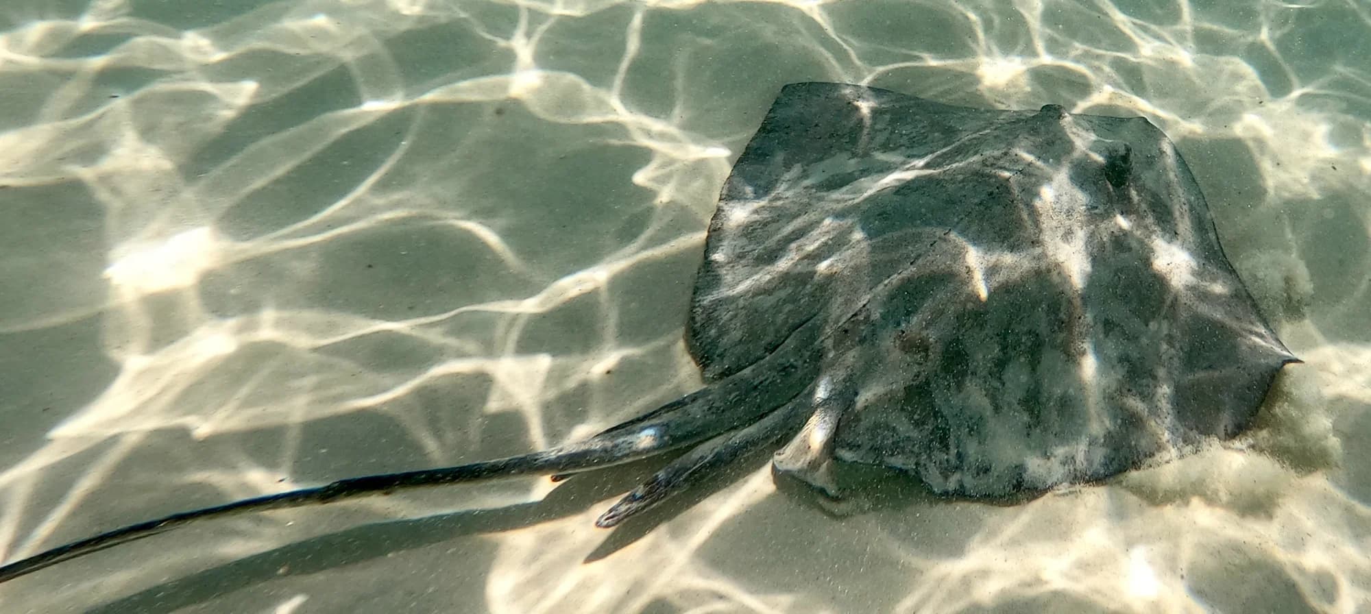 Southern Stingray