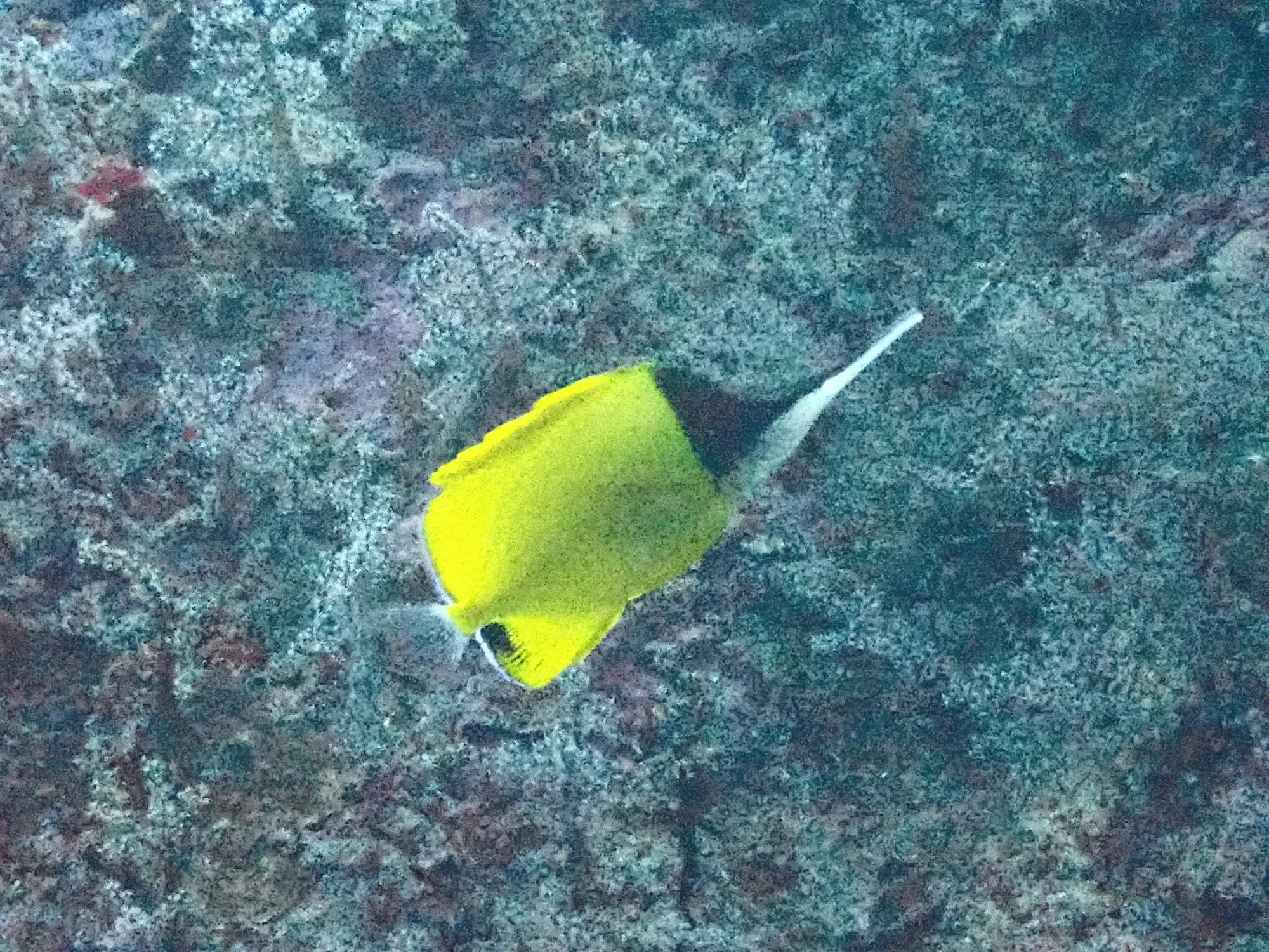 Longnose Butterflyfish