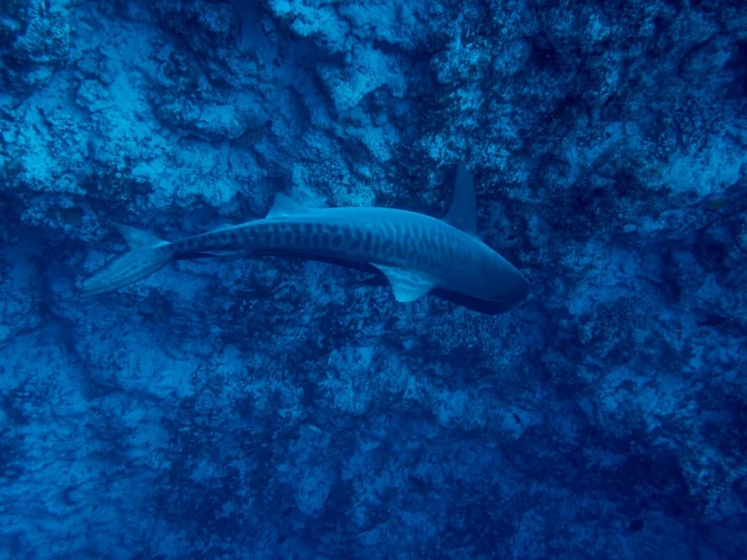 Tiger Shark