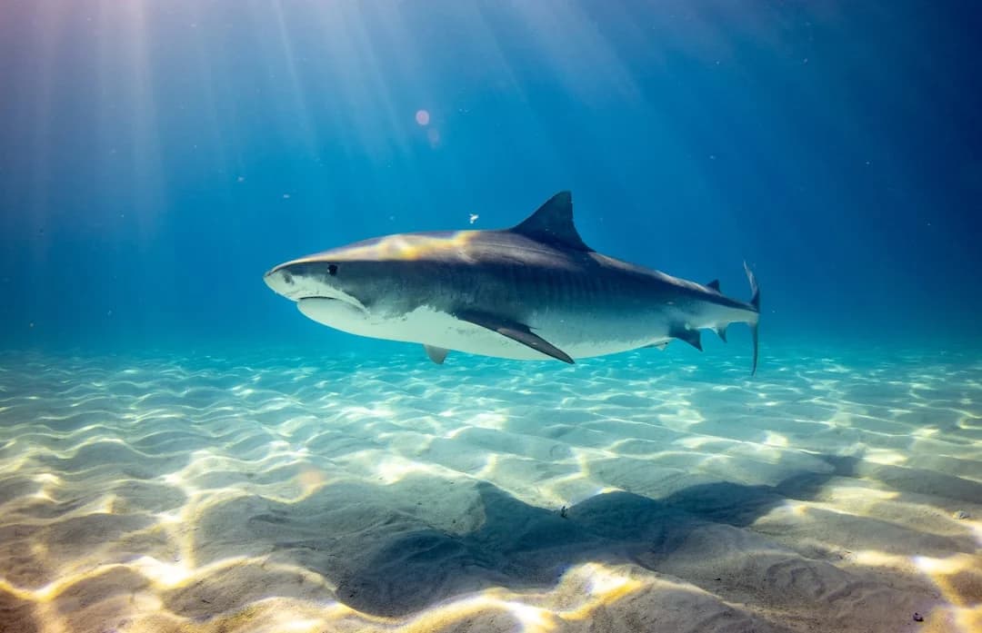 Dusky Shark