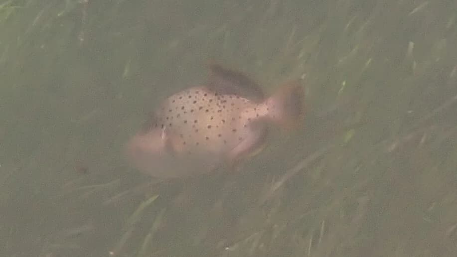 Yellowmargin Triggerfish