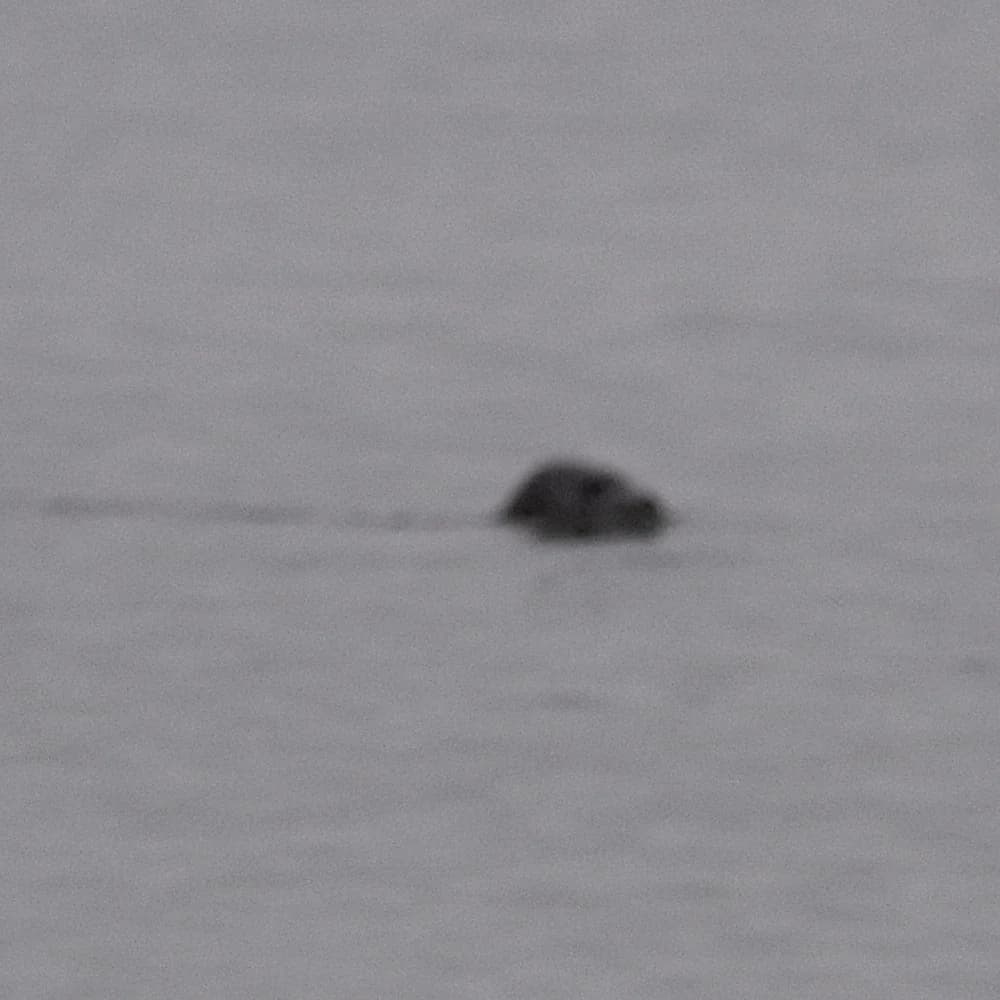 Harbor Seal
