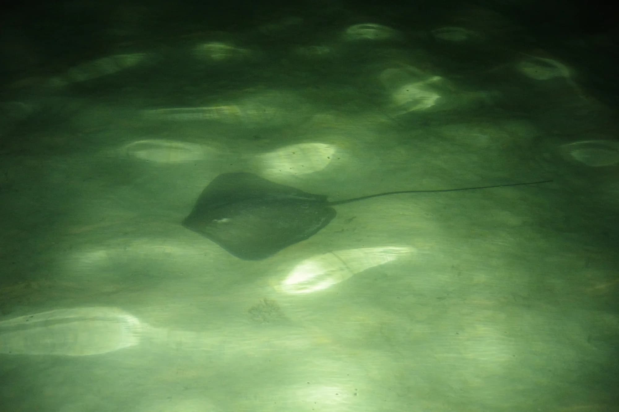 Pink Whipray